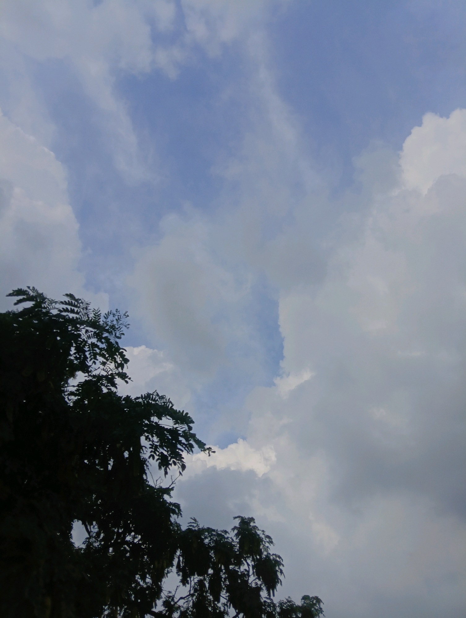 A low-angle shot captures a portion of a large, dark green tree in silhouette against a sky filled with soft, white and gray clouds. The sky is a muted blue, with lighter patches where the sun might be shining through. The leaves of the tree are detailed, with many individual leaves visible, and branches extend upwards and to the right. The overall impression is one of a natural scene with a focus on the contrast between the dark foliage and the bright sky. The location is Chahania, India.