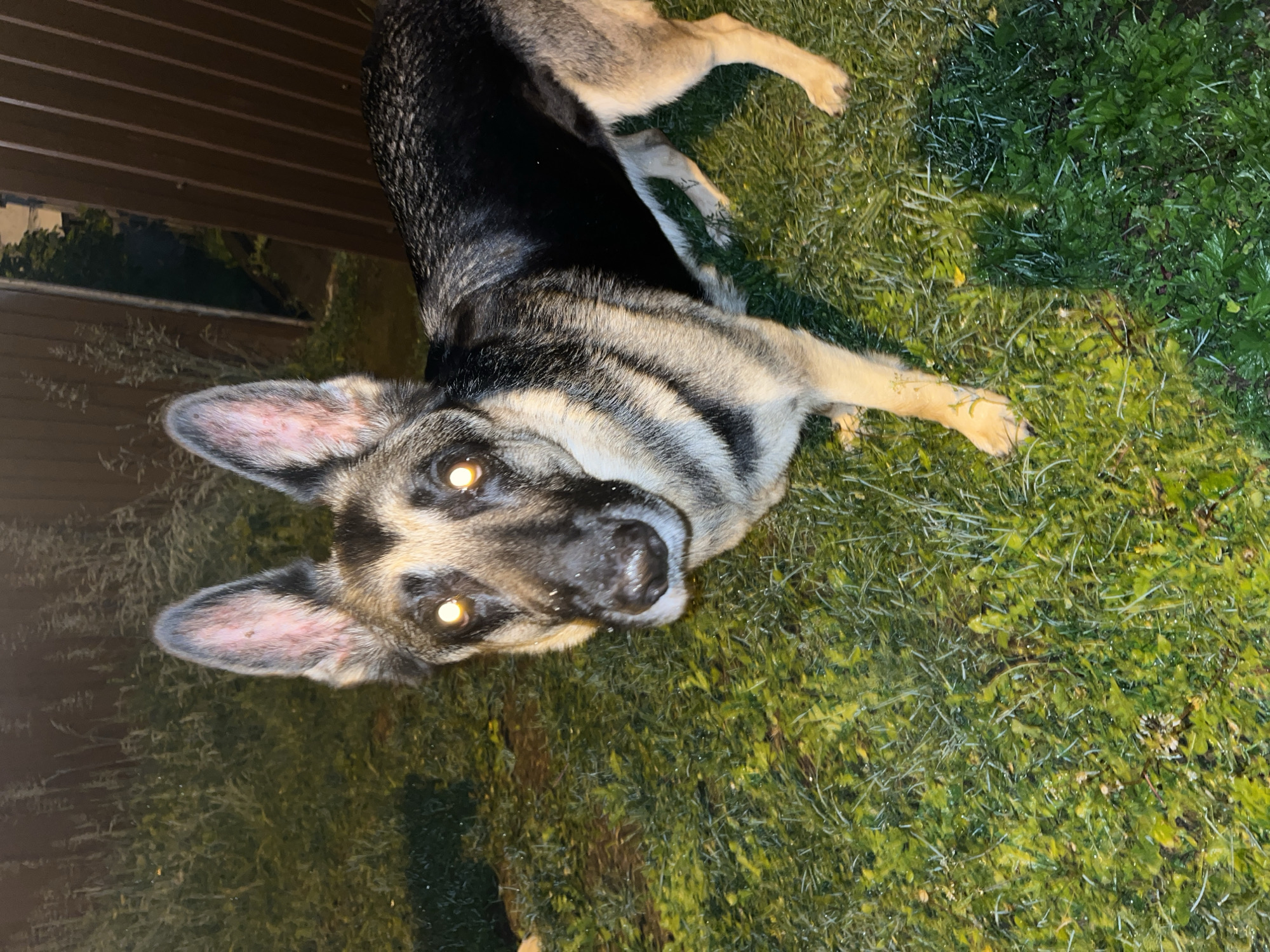 This image captures a German Shepherd dog standing outdoors at night in Nizhny Tagil, Russia. The dog, a bi-color or sable German Shepherd, faces the camera with its head slightly tilted. Its eyes prominently reflect the camera flash, manifesting as bright yellow-orange luminescence due to the tapetum lucidum effect. The inner surfaces of both erect ears display a reddish-pink hue with minor abrasions or discoloration. Moisture is visible on the dog's fur, notably on its back and muzzle, indicative of recent exposure to water or high humidity. The ground consists of wet, green grass, speckled with water droplets. In the background, blurred dark foliage occupies the left side, while a dark brown wooden fence or gate is visible on the right, partially obscuring a distant structure. The scene is under nocturnal conditions, illuminated by an artificial light source, likely a camera flash, given the intensity of eye reflection and sharp highlights. No human subjects are present.