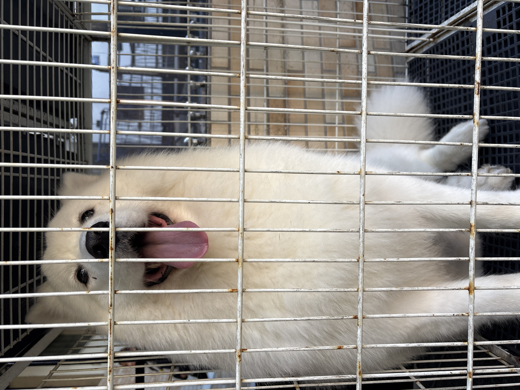 A fluffy white Samoyed dog with its tongue out is visible through the bars of a white metal cage. The dog's eyes are open, and it appears to be looking forward. The cage is set against a blurred background of a tiled wall and some windows. The scene appears to be outdoors, possibly in a backyard or patio area, with a glimpse of what might be a city environment in the distance. There are no people present in the image. The location in the city of São Paulo, Brazil, is not discernible from the visual information provided in the image.