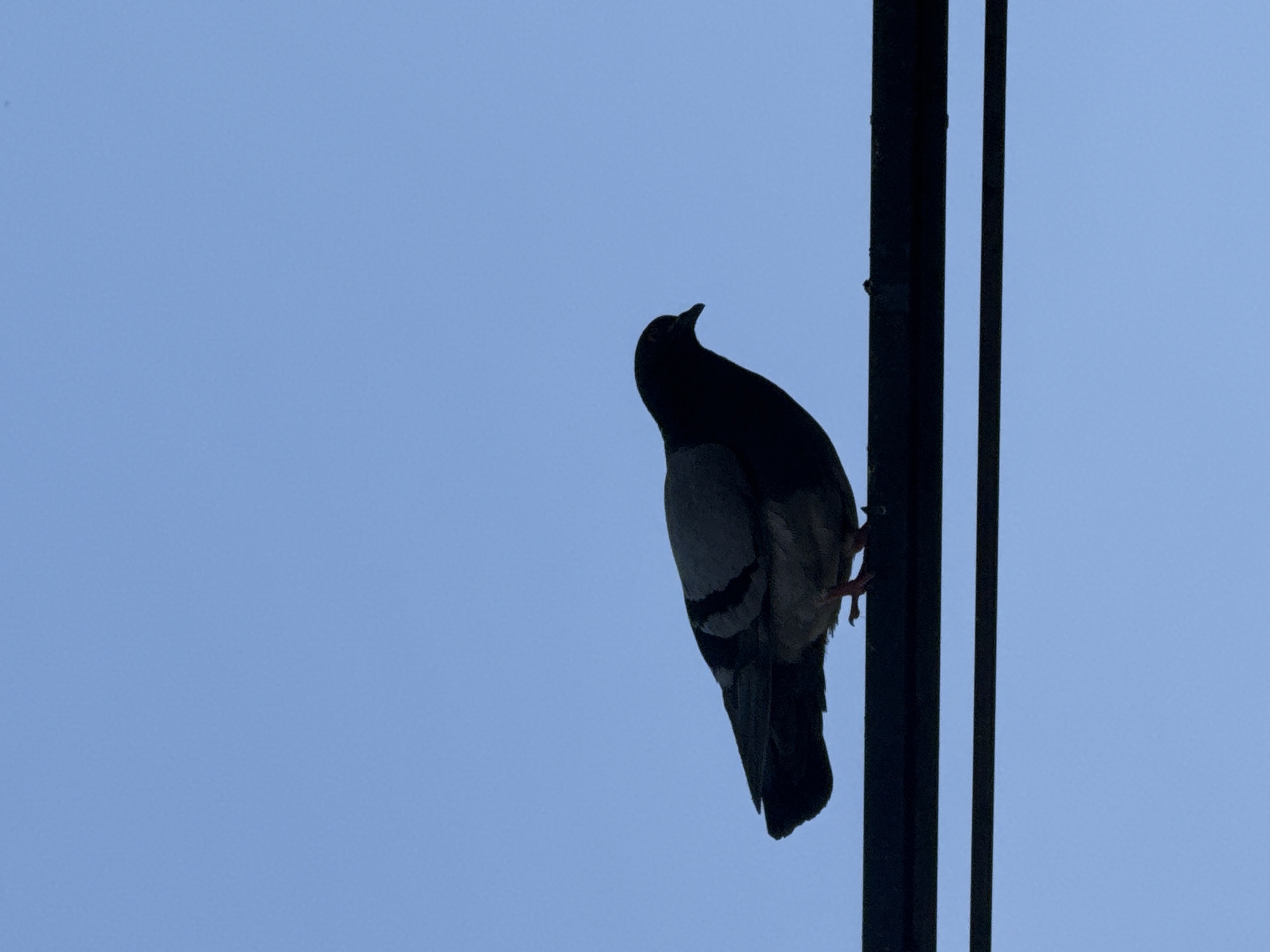 A lone pigeon is silhouetted against a clear, pale blue sky as it perches on a dark, vertical pole. The pigeon is facing to the left, with its head tilted upwards. Its body is dark, with some lighter gray markings visible on its wings. Its feet are gripping the pole. The pole appears to be a part of a utility structure, with a second, thinner pole visible running parallel to it on the right. The lighting suggests it is daytime, likely late afternoon given the soft light. The overall scene is simple and minimalist, focusing on the bird and its perch against the vast sky. There is no visible text in the image. The setting is likely an outdoor urban environment in Tbilisi, Georgia.