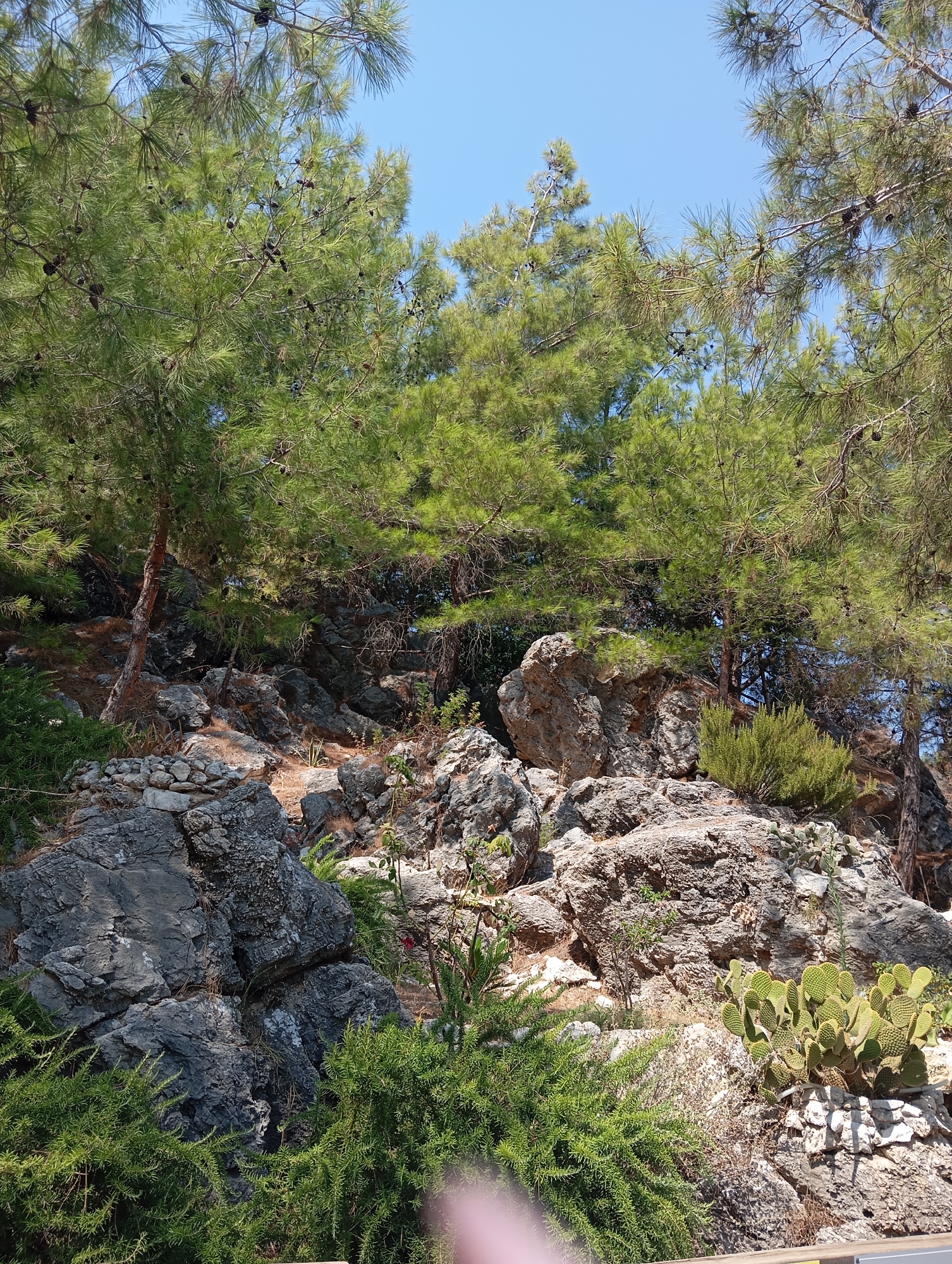 The image shows a rocky hillside covered in vegetation under a clear blue sky. Pine trees with visible pinecones dominate the upper portion of the frame, their green needles casting dappled shadows on the rocks below. The rocks themselves are varied in size and texture, with some appearing smooth and gray, while others are rough and brown. Green, bushy plants and rosemary are scattered throughout the scene, and a prickly pear cactus is visible on the right side of the frame. The ground is covered in dry leaves and small stones. The overall impression is of a natural, somewhat rugged landscape.
