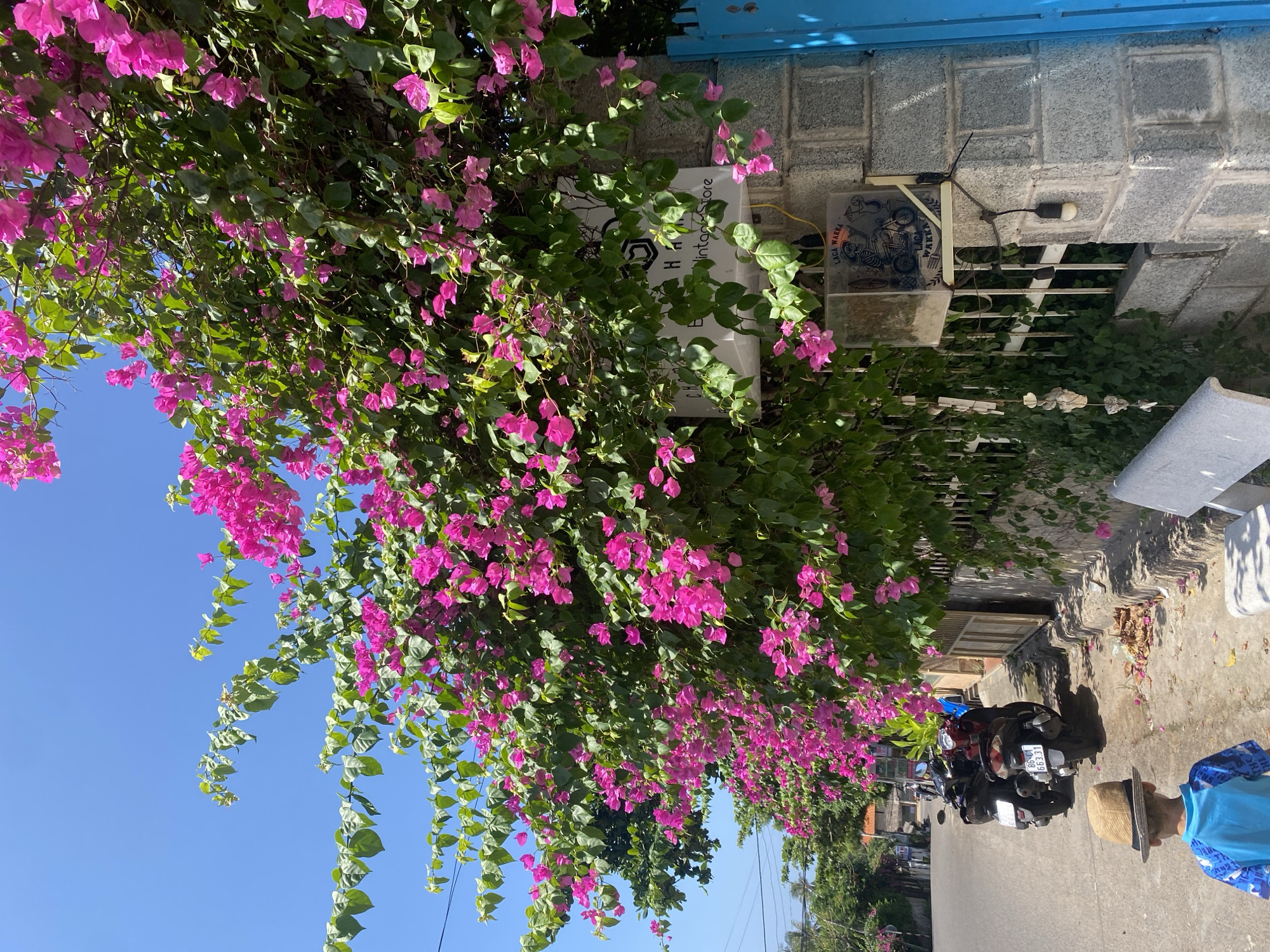 In Mũi Né, Vietnam, a sun-drenched street scene unfolds under a clear blue sky. Vibrant pink bougainvillea cascades over a stone wall adorned with a sign for "Chan Hat Vintage Store." To the left, a paved road runs alongside the wall, with a few parked motorbikes and scattered dried leaves on the ground. In the foreground, a young child wearing a straw hat and a blue and white patterned shirt walks away from the camera, facing the street. A white bench sits on the sidewalk to the right of the child, and further down the street, buildings and palm trees can be seen.