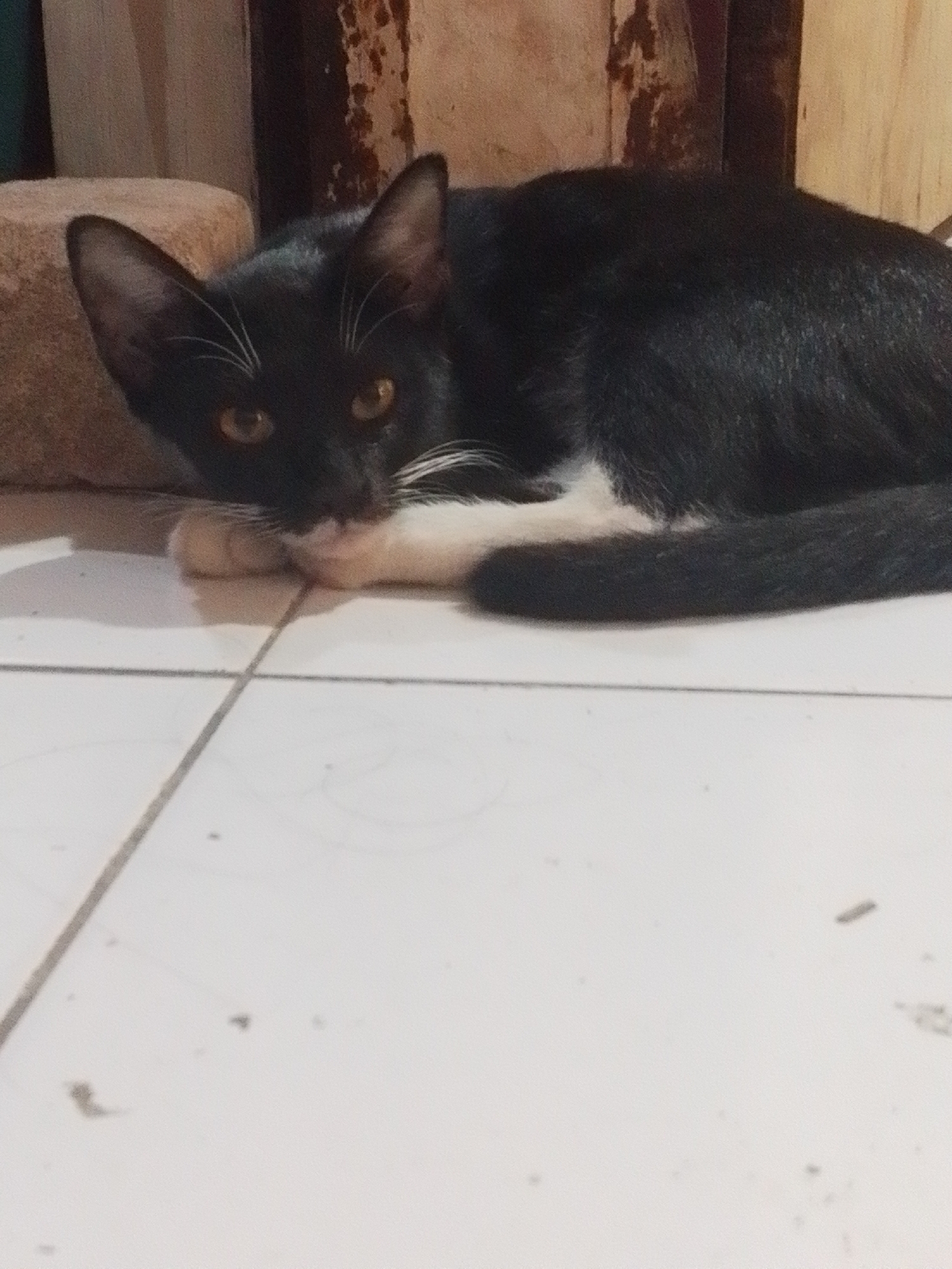 A black and white cat is lying on a tiled floor. The cat is facing the camera with its eyes open and ears perked up. Its front paws are tucked under its chin. In the background, there is a wooden wall and a stone object. The floor tiles are white with dark grout lines. The scene is indoors, likely in a residential setting in Makassar, Indonesia.