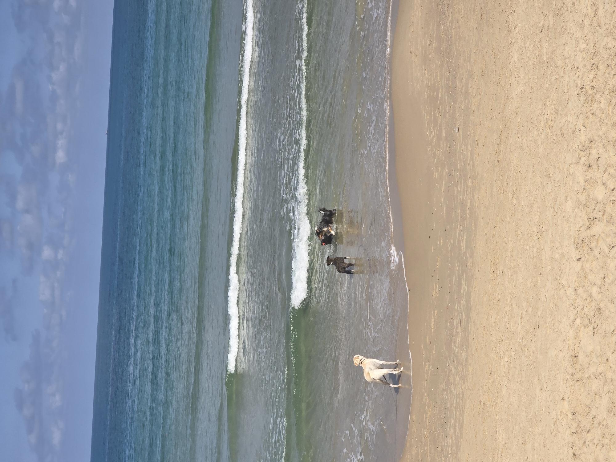 The image shows a beach scene, likely taken from an elevated viewpoint. The ocean stretches along the left side of the frame, with waves breaking and moving towards the shore. There is light-colored sand on the right side. Four dogs are present on the beach: one light-colored dog near the shoreline and three darker colored dogs in the water. Based on the location hints, this image could potentially be in Tel-Aviv, Israel, assuming there is a beach with the described characteristics.