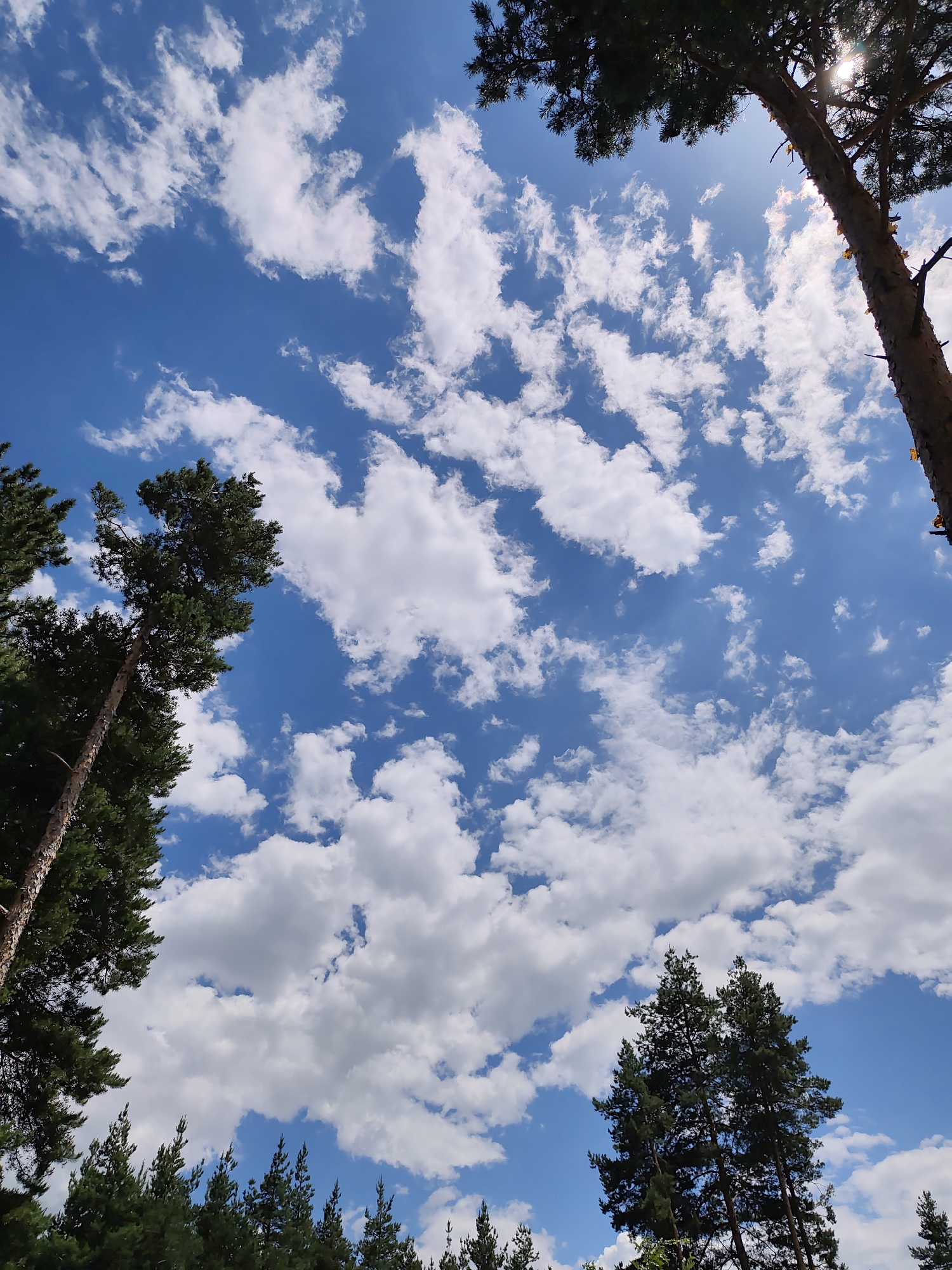 This is a low-angle, upward-facing photograph of a bright blue sky with scattered white clouds, framed by the tops of several tall pine trees. The trees are silhouetted against the sky, with their dark green needles and brown trunks visible. The sun is visible in the upper right quadrant of the image, peeking through the branches of one of the trees, creating a lens flare effect. The scene appears to be a natural setting, likely a forest or park, with no visible human presence or man-made structures other than implied. The overall impression is one of a clear, sunny day. The location is identified as Kladnitsa, Bulgaria.