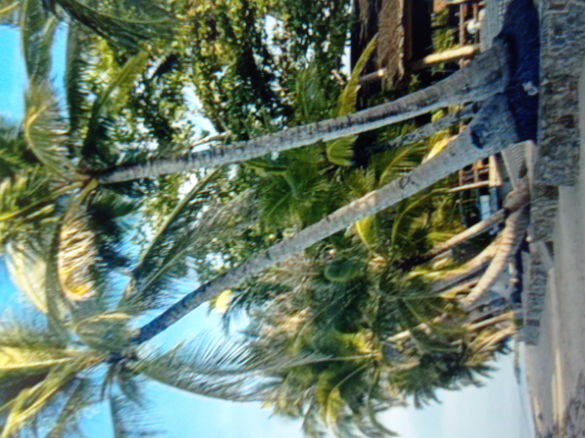 The image depicts a tropical beach scene with numerous palm trees leaning towards the right. A sandy beach is visible in the foreground, with a stone retaining wall running along its edge. In the background, a thatched-roof structure and some wooden railings suggest a resort or seating area. Lush green foliage from trees forms a dense canopy behind the palm trees. The sky is a clear, pale blue. There are no people or animals visible in the image. The scene does not appear to be located in Mukachevo, Ukraine, as the environment is characteristic of a warm, coastal region, not a landlocked city in Ukraine.
