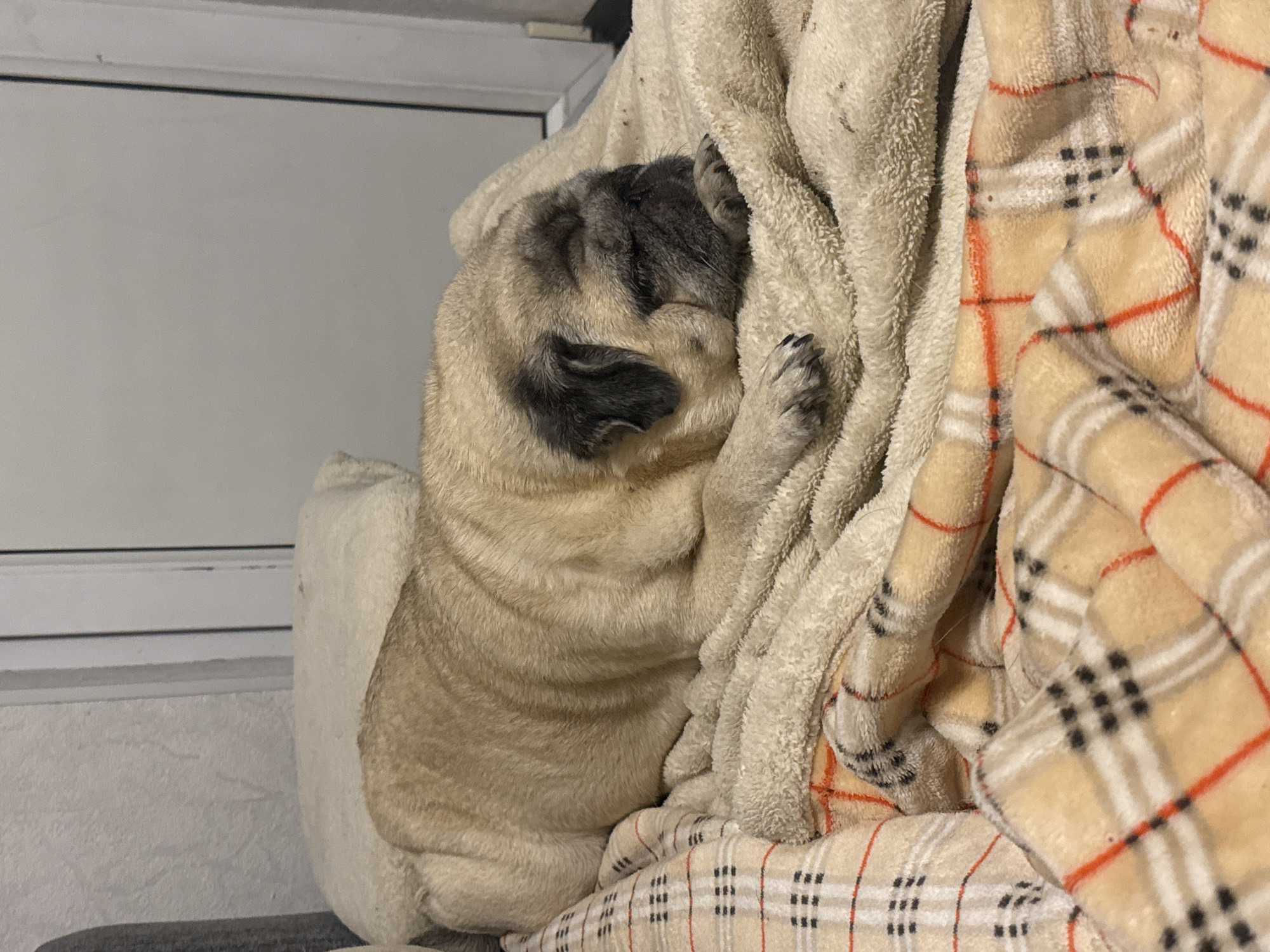 A fawn-colored pug dog is sleeping on a beige fluffy blanket. The dog is lying on its side with its head resting on its paws. The dog's fur is short and smooth, with black markings on its face and ears. The blanket is folded and wrinkled, and the dog is nestled into it. In the background, there is a white wall and a window with vertical blinds. The scene appears to be indoors, possibly in a home or pet-friendly establishment. The image does not provide any specific information about the location in Bishkek City, Kyrgyzstan.