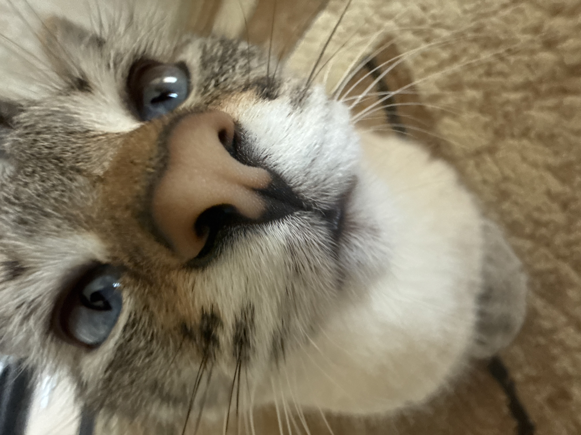 The image is a close-up, low-angle shot of a cat's face. The cat has striking blue eyes and is looking directly at the camera. Its nose is a prominent feature, and its whiskers are spread wide. The cat's fur is a mix of grey, white, and brown. The background appears to be a textured, possibly carpeted surface in a warm, neutral tone. There is no indication of the city of Ufa, Russia, or any other specific location.