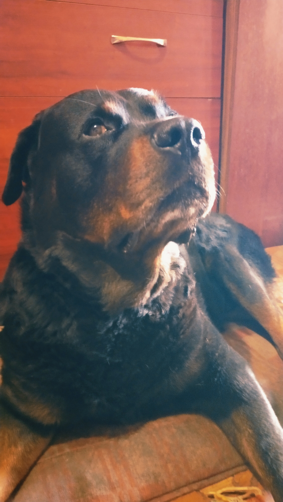 A rottweiler dog is lying on a wooden surface in front of a wooden cabinet with a brass drawer pull. The dog's head is turned to the right, and it is looking upwards. The background is a reddish-brown wooden surface. The lighting is dim, with a light source coming from the left. The image appears to be taken indoors, possibly in a home.