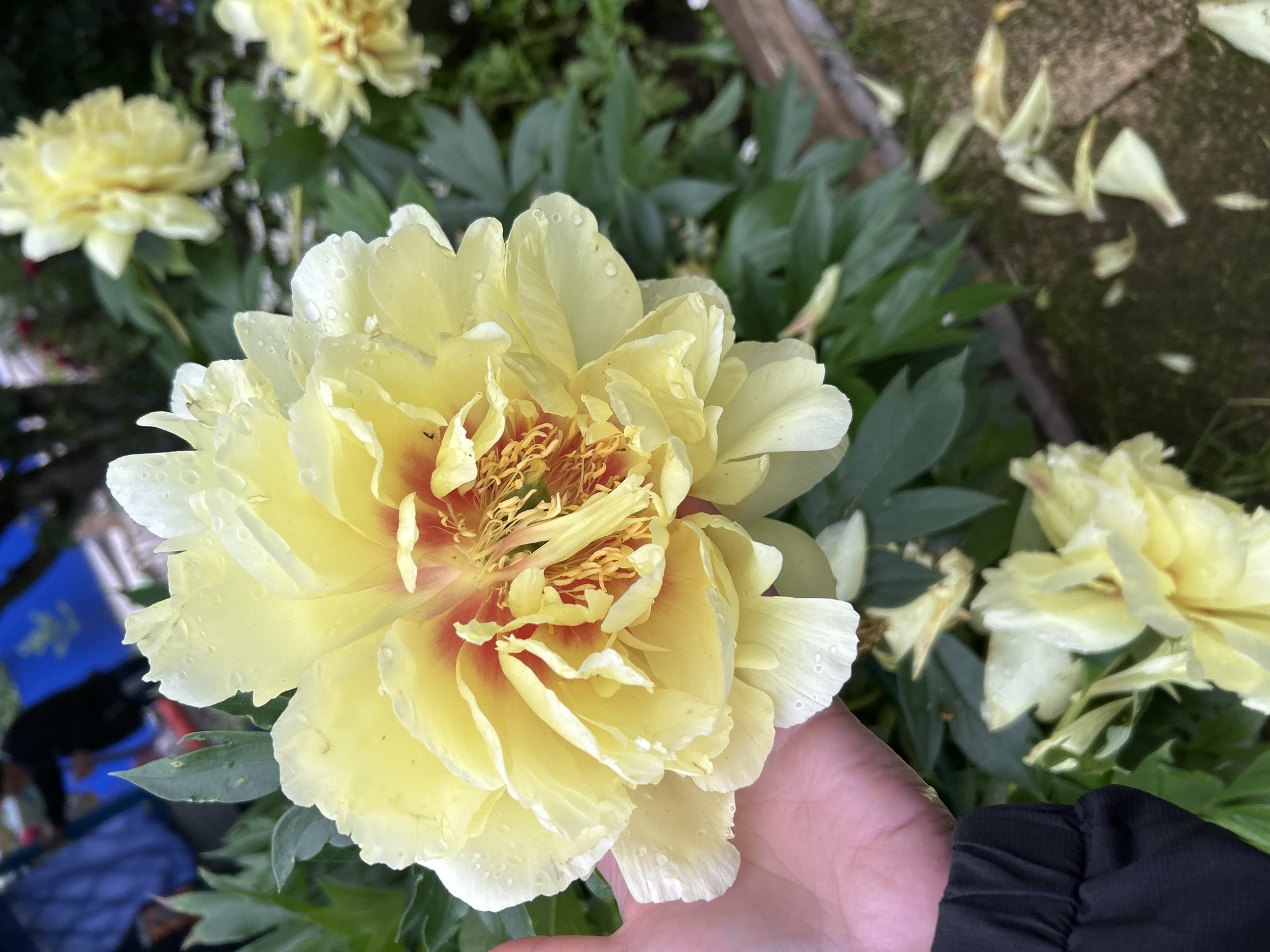 In this medium shot, a person's hand is gently cradling a large, ruffled yellow peony flower. The peony's petals are a soft yellow, with hints of red and gold at its center. Tiny water droplets are visible on the petals, suggesting recent rain or dew. The flower is the primary subject, occupying the foreground and center of the image, with other yellow peonies and lush green foliage filling the background. The scene appears to be an outdoor garden setting.
The hand holding the flower is pale and is positioned to support the bloom, conveying a sense of care and appreciation. The person's sleeve, made of black fabric, is visible at the lower right corner of the frame. In the background, out of focus, other peonies are blooming, and some fallen yellow petals are scattered on the ground, which appears to be paved with stone slabs. The presence of water droplets on the petals implies it might be early morning or that it has recently rained. The overall mood is tranquil and appreciative of nature's beauty.
There is no visible text in the image. The location context provided is Ольховка, Russia, which aligns with the visual of a garden with peonies, a common flower in many regions. The time of day is not definitively indicated, but the lighting suggests it is daytime.