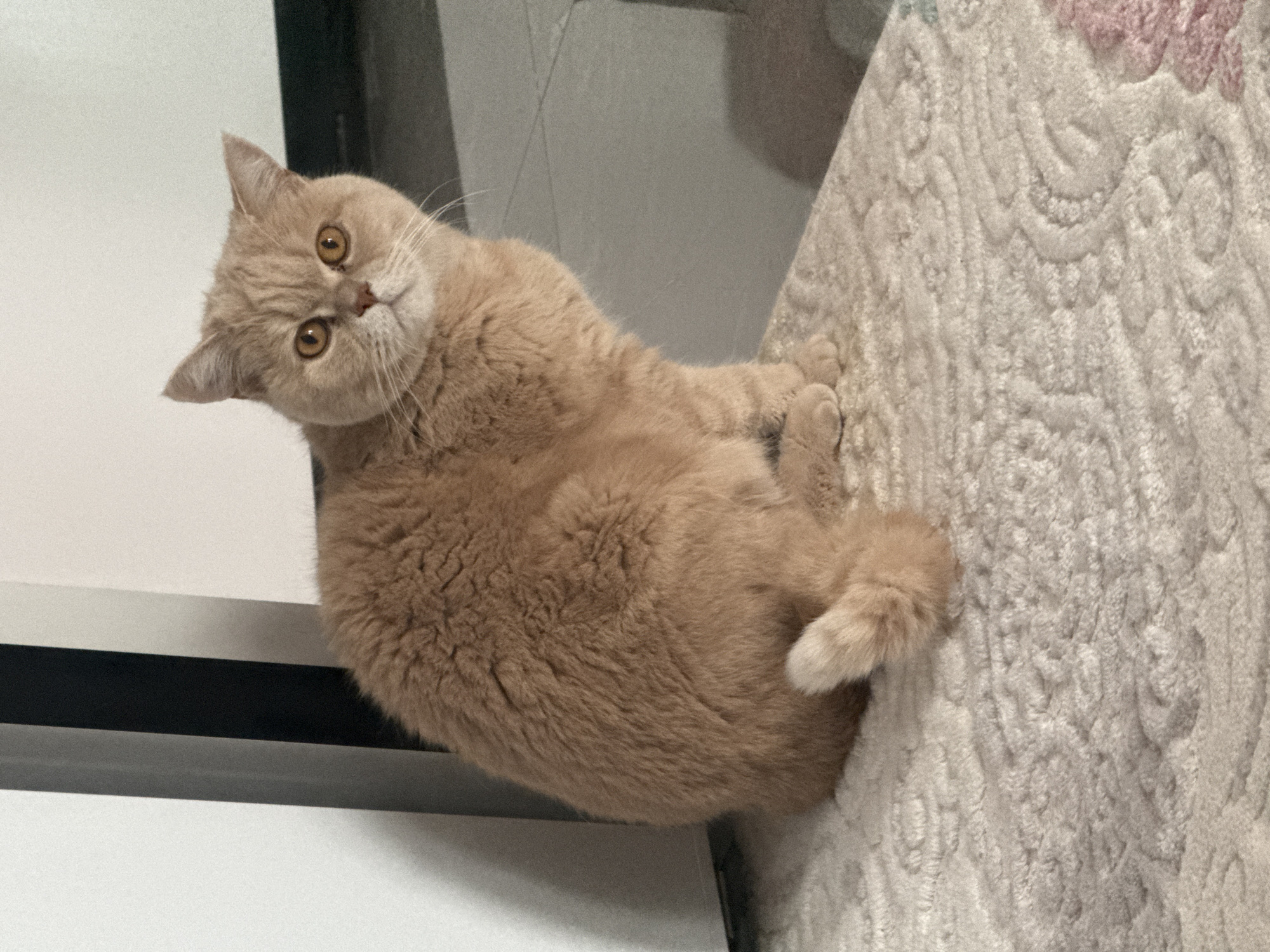 A fluffy, golden-brown cat with amber eyes is sitting on a patterned, off-white carpet. The cat is positioned diagonally in the frame, with its head turned to the left, looking directly at the camera. The background consists of a white and black wall and a gray surface. The location and city are unknown.