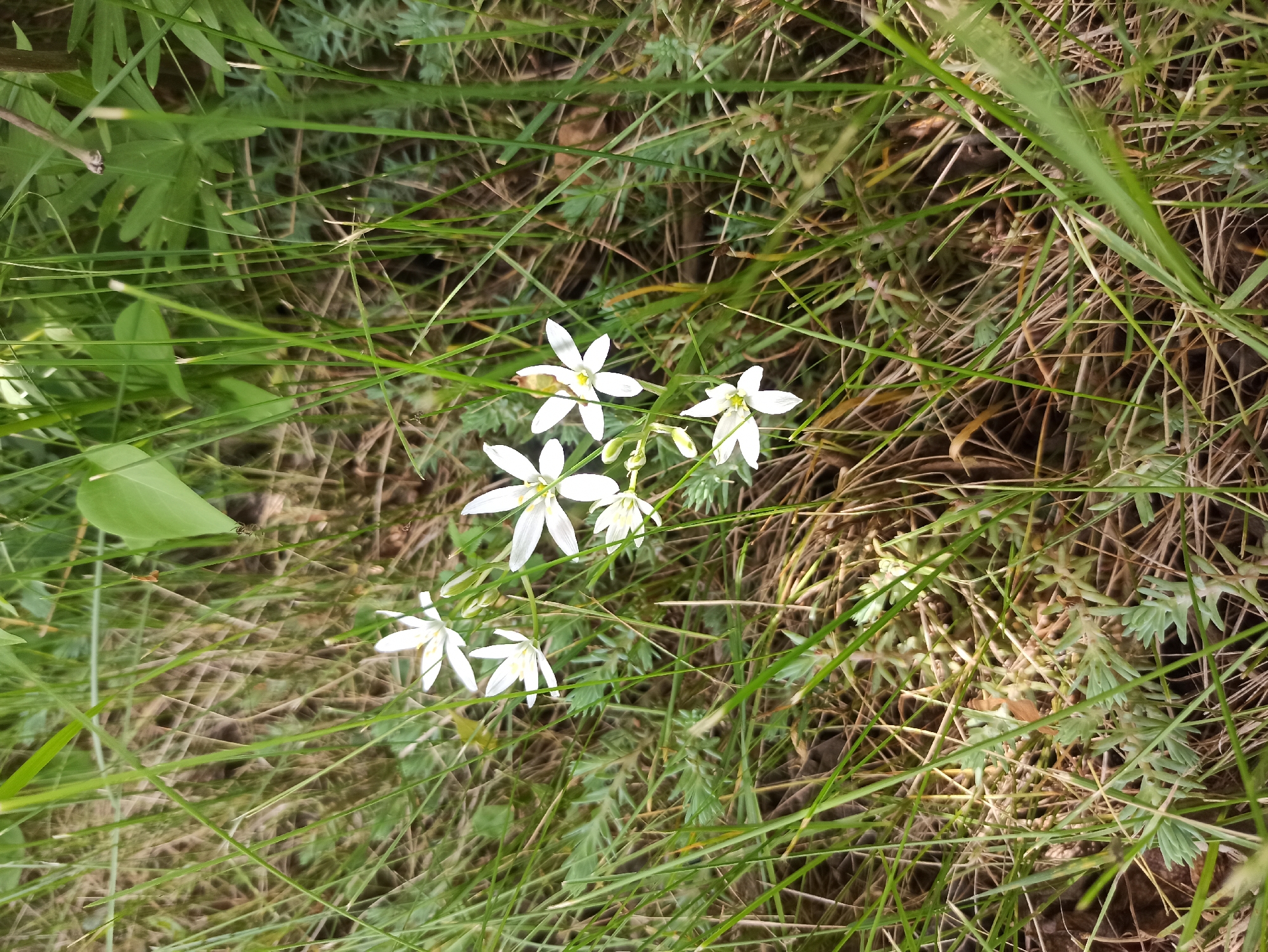 The image depicts a patch of grassy ground with white star-shaped flowers blooming amongst the grass. The setting appears to be an unkempt, natural area. There are no people or explicit actions visible. The location is Unknown, Unknown.
