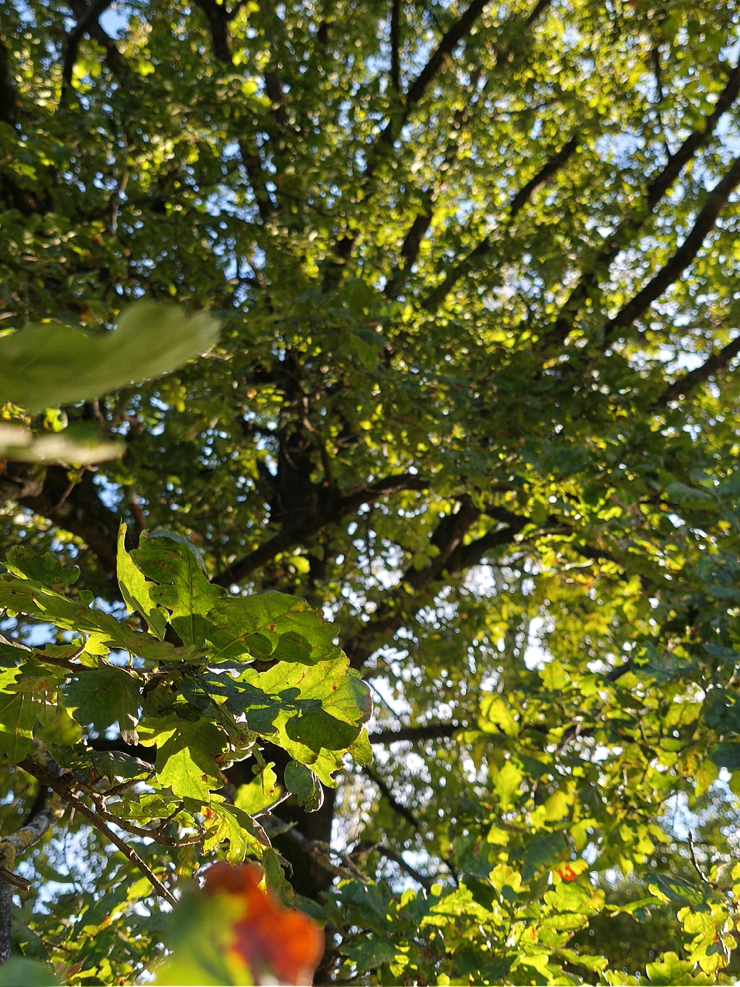 The image shows a low-angle view looking up into the canopy of a large oak tree with green leaves. Sunlight filters through the leaves, creating a dappled effect and highlighting some of the branches and foliage. A few blurry red leaves are visible in the foreground, suggesting the transition to autumn. The sky is visible in patches between the leaves. The scene is consistent with an outdoor environment within the city of Mahilyow, Belarus, specifically in a park or a residential area with mature trees. There are no people or animals visible in the image.