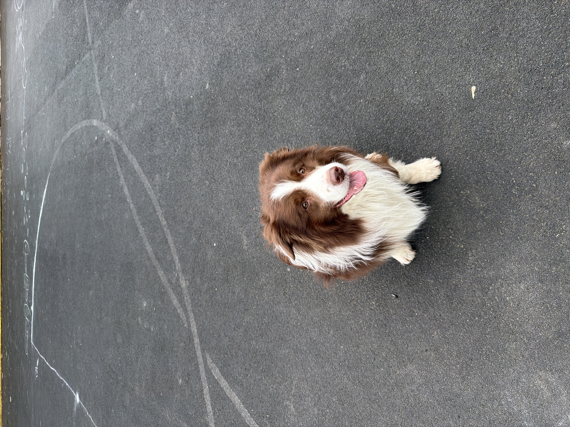 An Australian Shepherd dog sits on dark gray asphalt. The dog is brown and white with its tongue sticking out. To the left of the dog, there is a white circle drawn on the asphalt. There is a small, light-colored object to the right of the dog. The location is a city in Unknown, Unknown.