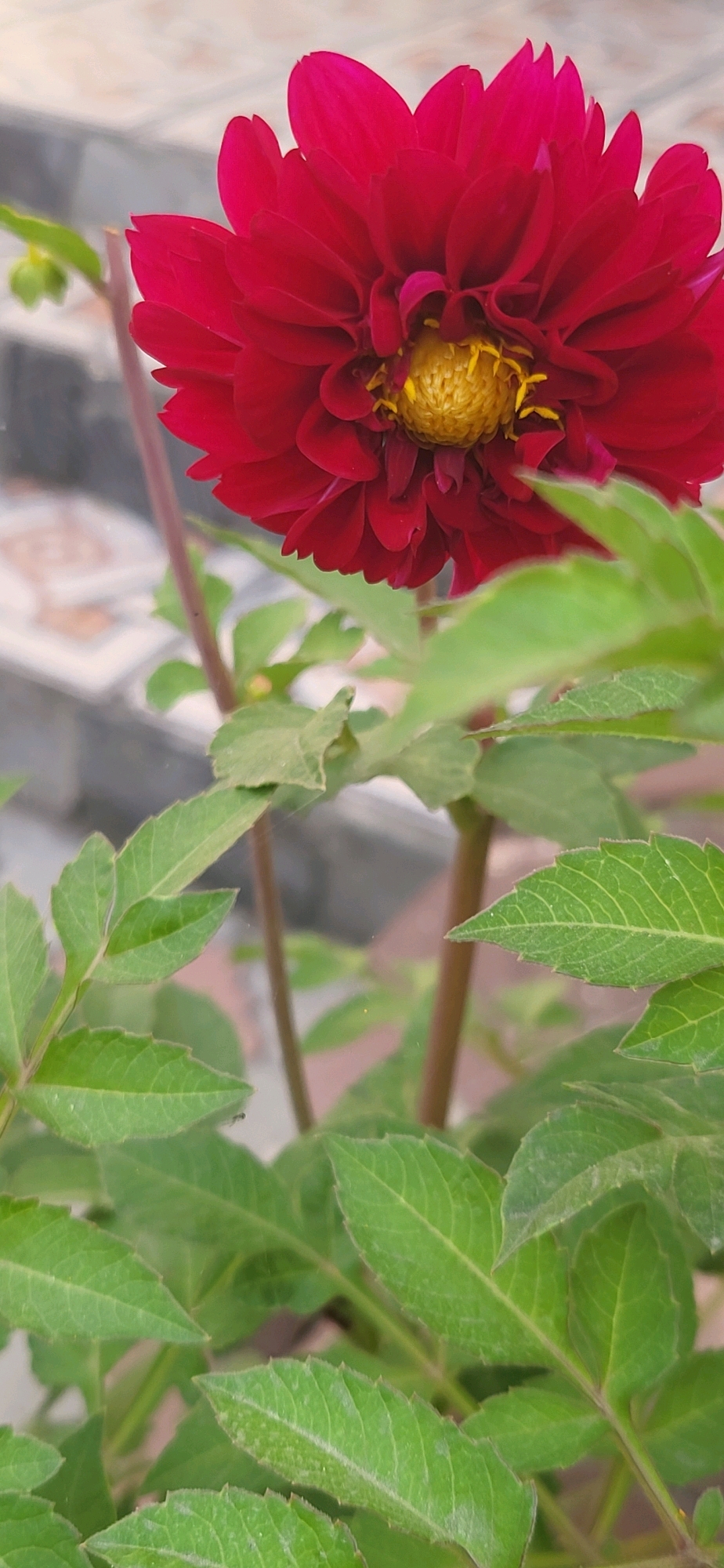 A close-up, eye-level, vertical shot focuses on a vibrant red dahlia flower in full bloom. The flower's center is a bright yellow, with its petals unfurling outwards in a layered, intricate pattern. Lush green leaves and stems surround the flower, some in sharp focus while others are blurred in the foreground and background. The background is indistinct, with hints of patterned paving stones, suggesting an outdoor setting. The image captures the detail of the flower's texture and the delicate veins of the leaves. The scene is set in Oskemen, Kazakhstan.