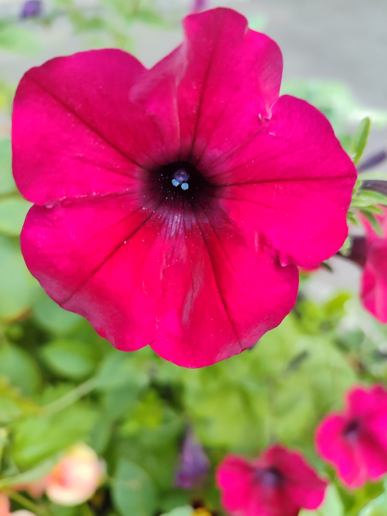 A close-up, eye-level shot captures a vibrant, fuchsia-colored petunia flower in full bloom. The flower's velvety petals are intricately veined, radiating outwards from a dark, almost black center. Within the center, several tiny, light-blue stamen are visible. The background is a soft blur of lush green foliage, with hints of other out-of-focus pink flowers in the distance, suggesting a garden setting. The lighting is soft and natural, highlighting the delicate textures of the petals. This scene is likely located in a garden or park within Saint Petersburg, Russia, a city known for its numerous public gardens and floral displays, particularly during the warmer months.
