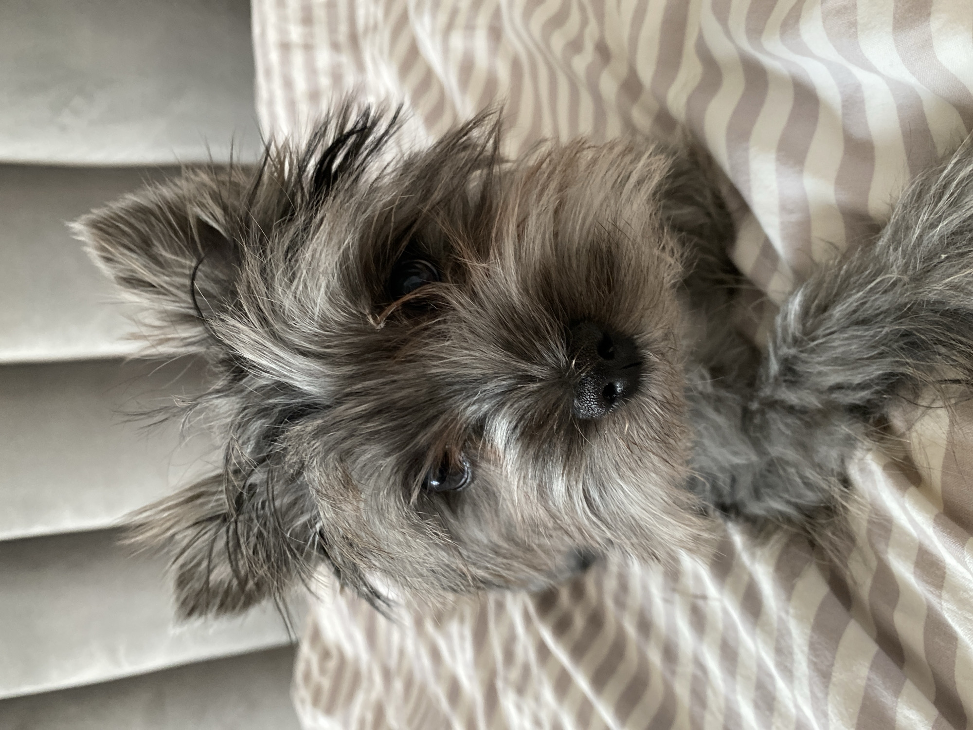 A close-up photograph shows a gray, furry dog lying on a striped fabric surface. The dog has small, dark eyes and a wet, black nose. The background is a striped fabric with alternating white and light brown stripes. The image appears to be taken indoors. There is no evidence to suggest a location in the city of Chaikovsky, Russia, or the presence of people or specific interactions.