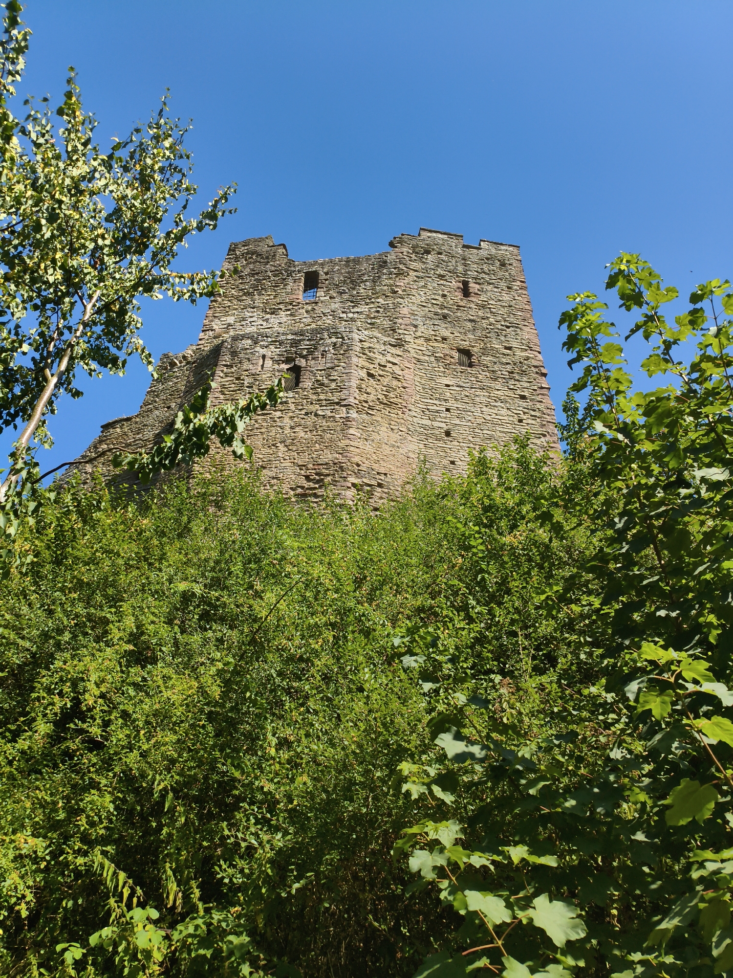 The image shows a low-angle view of a ruined stone tower against a bright blue sky. The tower is made of rough-hewn stones, with visible gaps and remnants of battlements at the top. There are small rectangular openings on the face of the tower, suggesting windows or arrow slits. The tower is partially obscured by lush green foliage, with trees and bushes in the foreground and surrounding the structure. The sunlight illuminates the scene, casting shadows and highlighting the textures of the stone and leaves. This appears to be Ludlow Castle, a historic ruin in Ludlow, United Kingdom, known for its partially intact fortifications and extensive grounds.