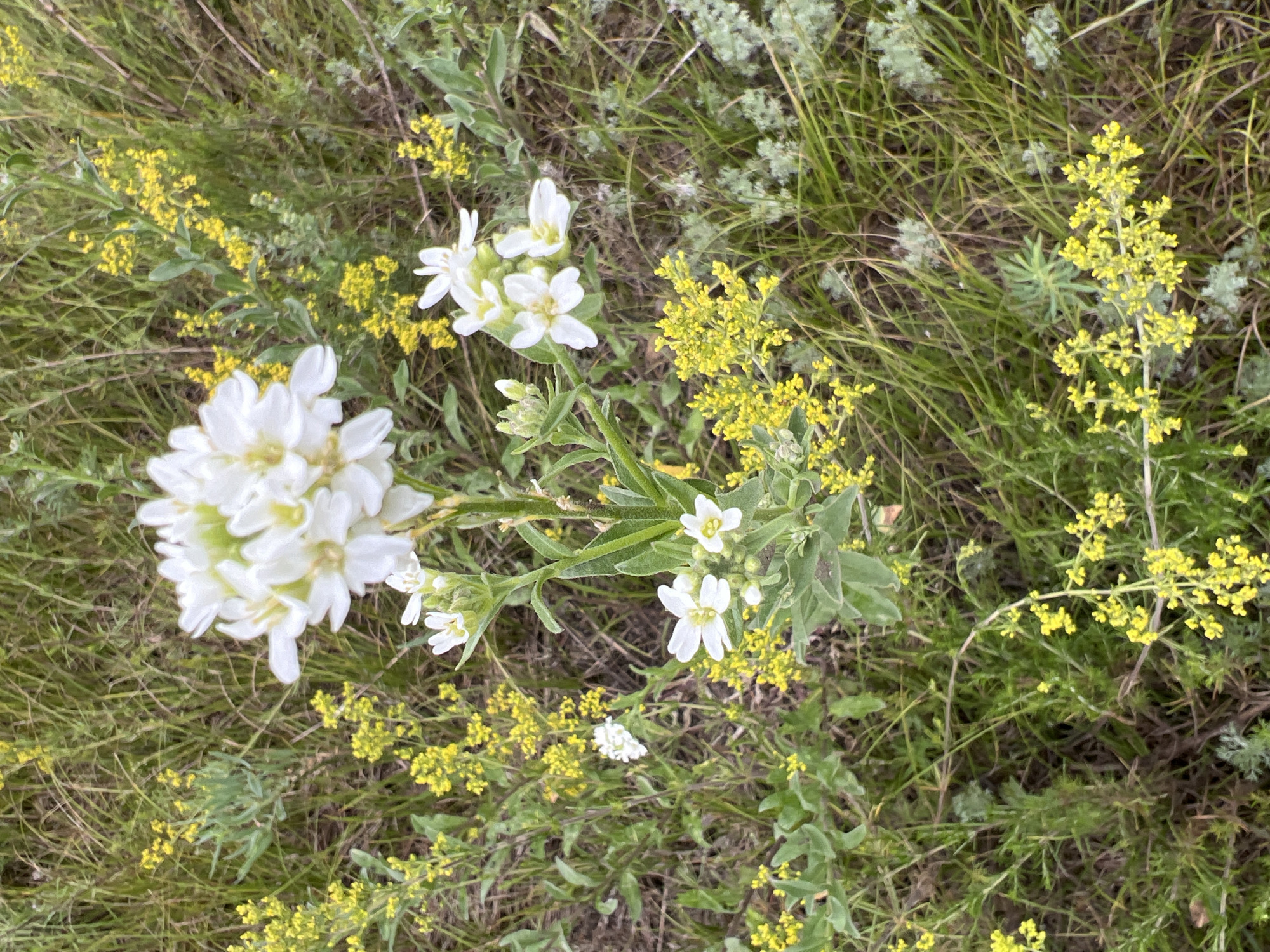 This is a close-up, outdoor, eye-level shot of a cluster of white wildflowers with yellow centers, surrounded by a dense field of green grass and smaller yellow flowers. The white flowers are in focus and appear to be blooming on a single stem, with several blooms clustered together. The smaller yellow flowers are scattered throughout the background, creating a bokeh effect. The lighting is natural and diffused, suggesting an overcast day or a shaded area. There are no people or man-made objects visible in the image. The scene appears to be a natural environment, likely a meadow or a field. The location is Unknown, Unknown.