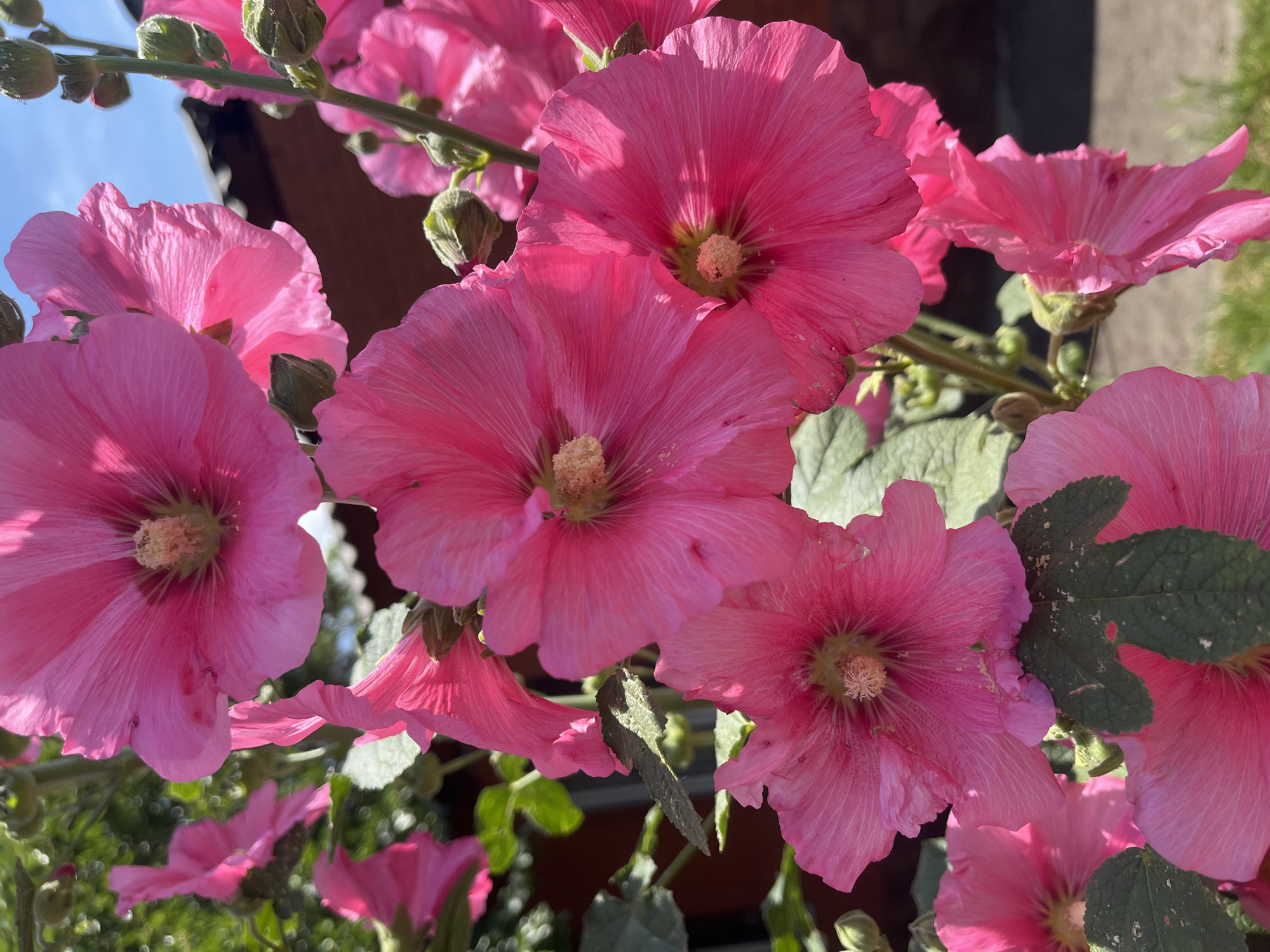 The image shows a close-up view of several bright pink hollyhock flowers in bloom. The flowers have large, delicate petals and prominent yellow stamens in the center. Some of the flowers are fully open, while others are partially closed or are still in bud form. Green leaves with a slightly rough texture are visible amongst the flowers, and some appear to have dust or pollen on them. In the background, a blurred brown brick building and a patch of green grass can be seen, suggesting an outdoor setting. The sky is a clear blue. Based on the presence of hollyhocks and the general appearance of the vegetation and architecture, this image likely depicts a garden or yard in a temperate climate. Without further information, the specific location within Krasnodar, Russia, cannot be determined from the image alone.
