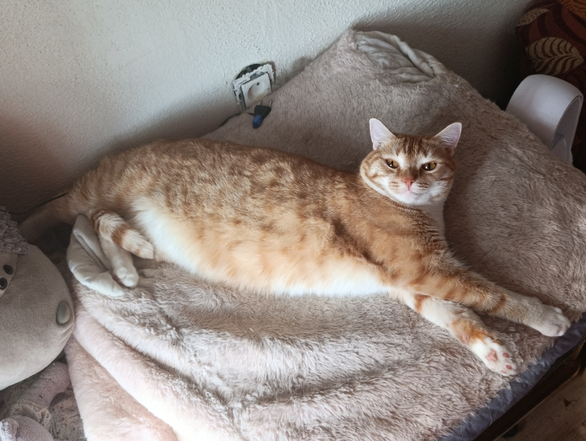 An orange tabby cat lies sprawled on its side on a plush, light brown blanket. The cat is facing the camera, with its head tilted slightly to the left. Its eyes are open and looking forward. The cat's body is long and appears to be well-fed. Its paws are tucked underneath its body, except for its front left paw, which is extended slightly forward. The background of the image is a wall with a textured, off-white surface. To the left of the cat, part of a large, gray stuffed animal is visible. To the right, a portion of a brown and cream patterned chair or cushion is visible. A white curved object, possibly a shoe or part of a piece of furniture, is also visible on the right side of the image. An electrical outlet with exposed wires is visible on the wall above the cat's back.