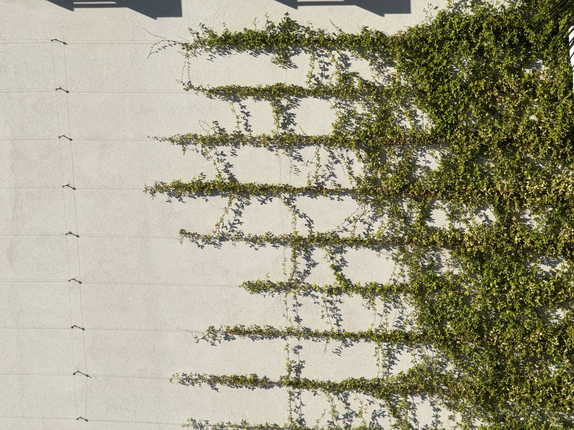 The image depicts a beige, textured exterior wall of a building, likely in Budva, Montenegro, adorned with a climbing vine. The vine, a lush green, ascends the wall in a series of vertical strands, supported by thin wires anchored to the wall at intervals. The sunlight casts distinct, dappled shadows of the vine and its leaves across the textured surface. In the upper right portion of the frame, the dark silhouette of a building with a gabled roof is partially visible, casting a larger shadow on the wall. The scene is static and devoid of human presence, focusing solely on the architectural element and the natural growth.