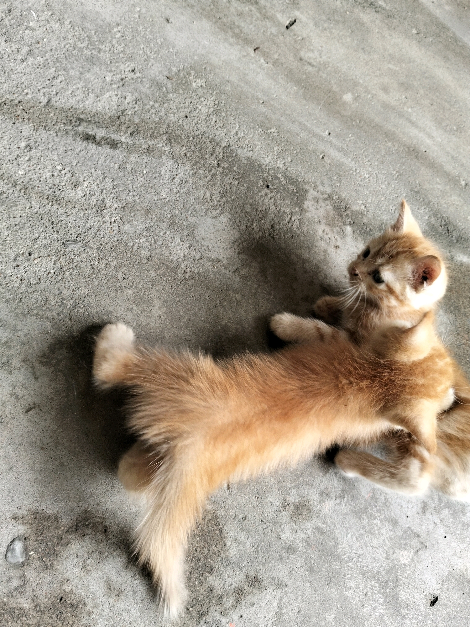 Two ginger kittens are lying on a concrete surface. The kitten in the foreground is on its back with its paws in the air, while the kitten behind it is partially obscured. The concrete appears to be a street or sidewalk with some subtle texture and discoloration. The lighting suggests it is daytime. There is no information about the location in Arang Limbung, Indonesia.