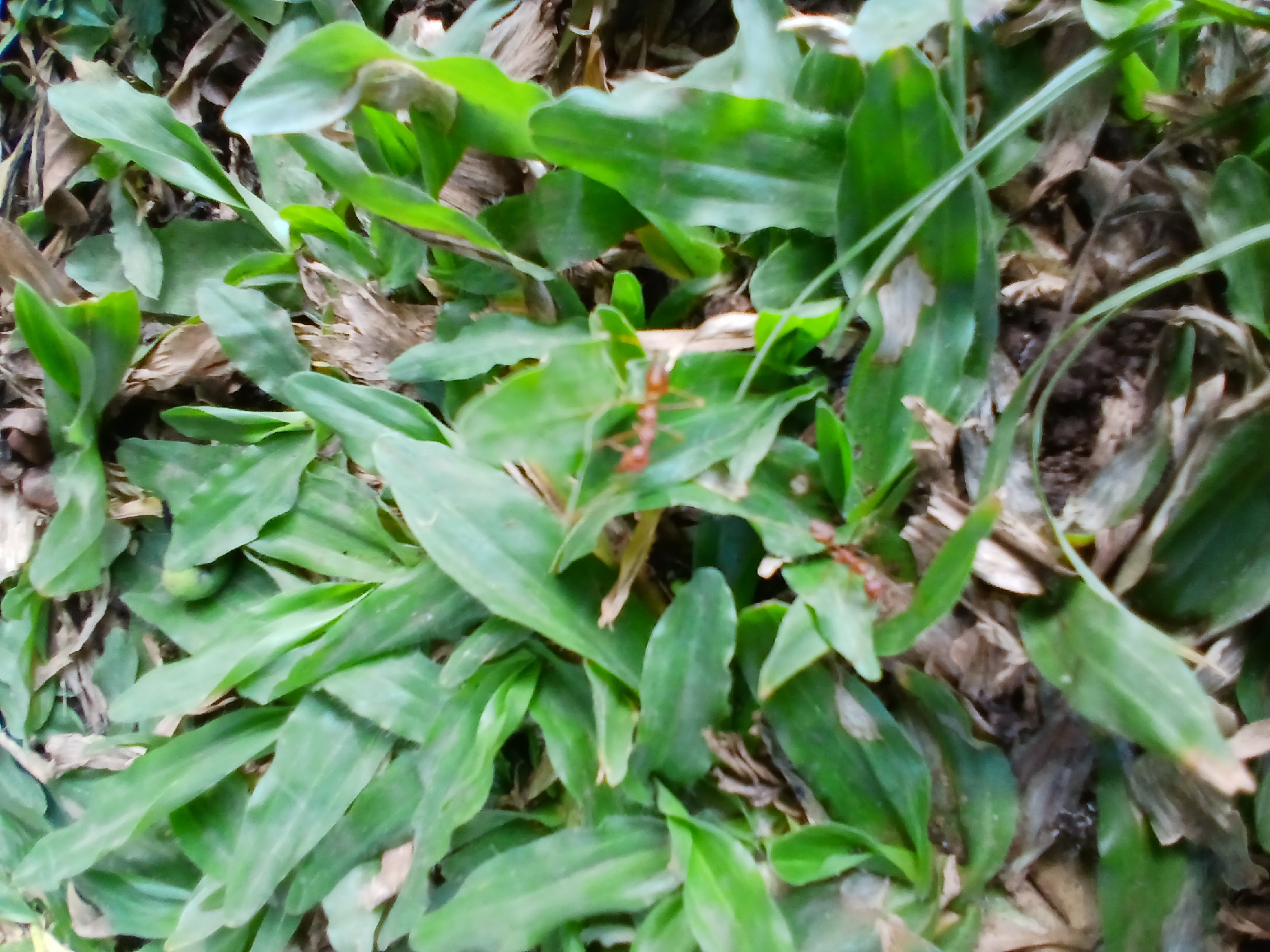 A close-up, overhead view of green grass and dry leaves shows two reddish-brown ants in focus. One ant is positioned on a blade of grass in the upper central part of the image, facing left. Another ant is further down and to the left of the first, also on grass and facing right. The overall scene is likely an outdoor environment in Sekarputih, Indonesia, with no man-made structures or human activity visible.