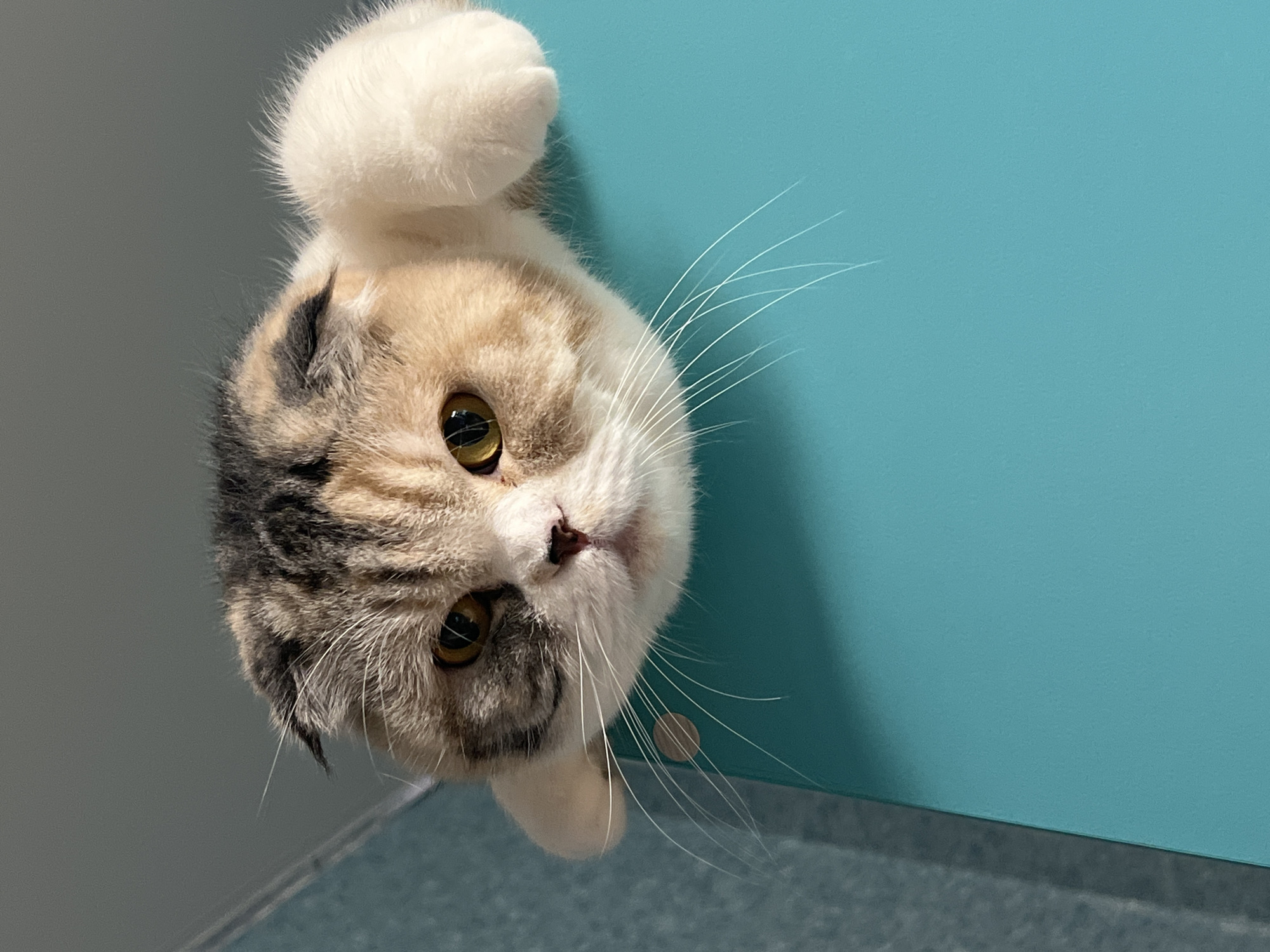 A domestic Scottish Fold cat is depicted peering over a flat, smooth, teal-colored surface in an indoor setting. The cat's head, forepaws, and upper chest are visible. Its fur displays a tricolor pattern of cream-beige, dark brown/black tabby markings, and white, with prominent white fur on its muzzle, chest, and front paws. Its ears are characteristically folded forward and down. The cat possesses large, round, amber-yellow eyes with visible vertical pupils, directed straight towards the viewer. Long, white whiskers fan out from its muzzle. Two white forepaws rest on the teal surface, which occupies the lower half of the frame and appears to be a tabletop or shelf. A small, light-colored circular indentation or fastener is present on the teal surface to the left of the cat's head. The background consists of a muted gray wall or ceiling in the upper right, with a teal-blue wall section visible in the upper left, indicating an interior room. No discernible features within the image allow for the identification of the location as the city of Noviy, Russia.