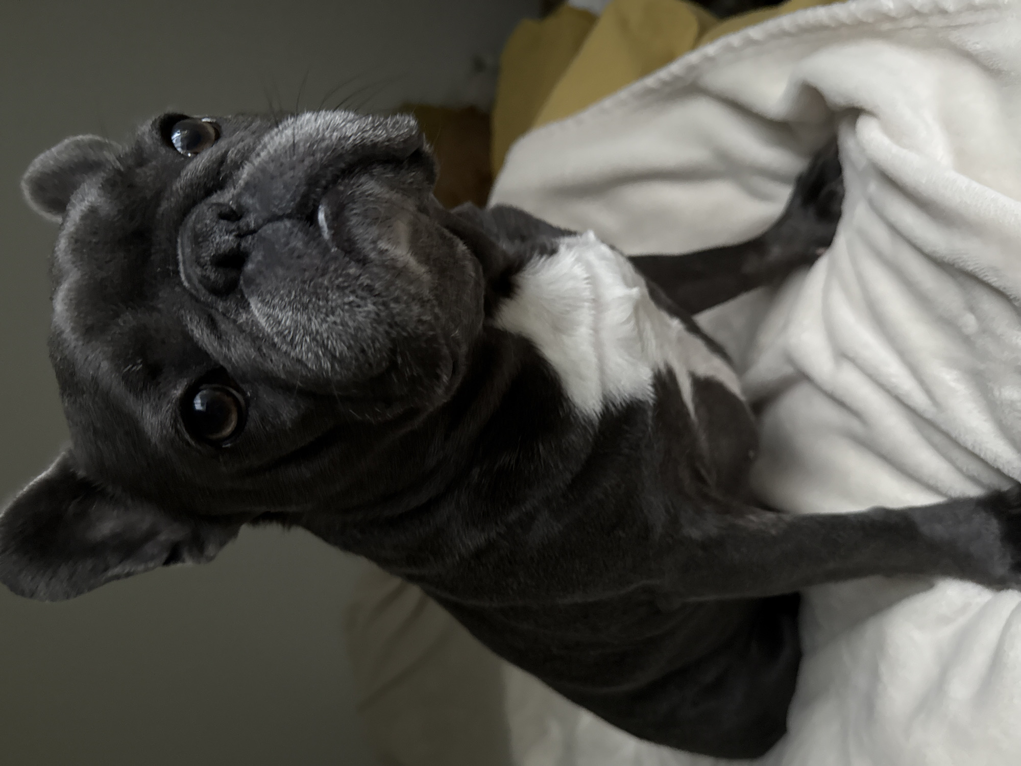 A French bulldog is sitting on a white blanket. The dog is dark gray with a white patch on its chest. Its ears are upright and its eyes are dark brown. The background is a plain gray wall. There are no people or other animals in the image. The dog is looking slightly to its right. The lighting in the image is soft and natural, casting subtle shadows.