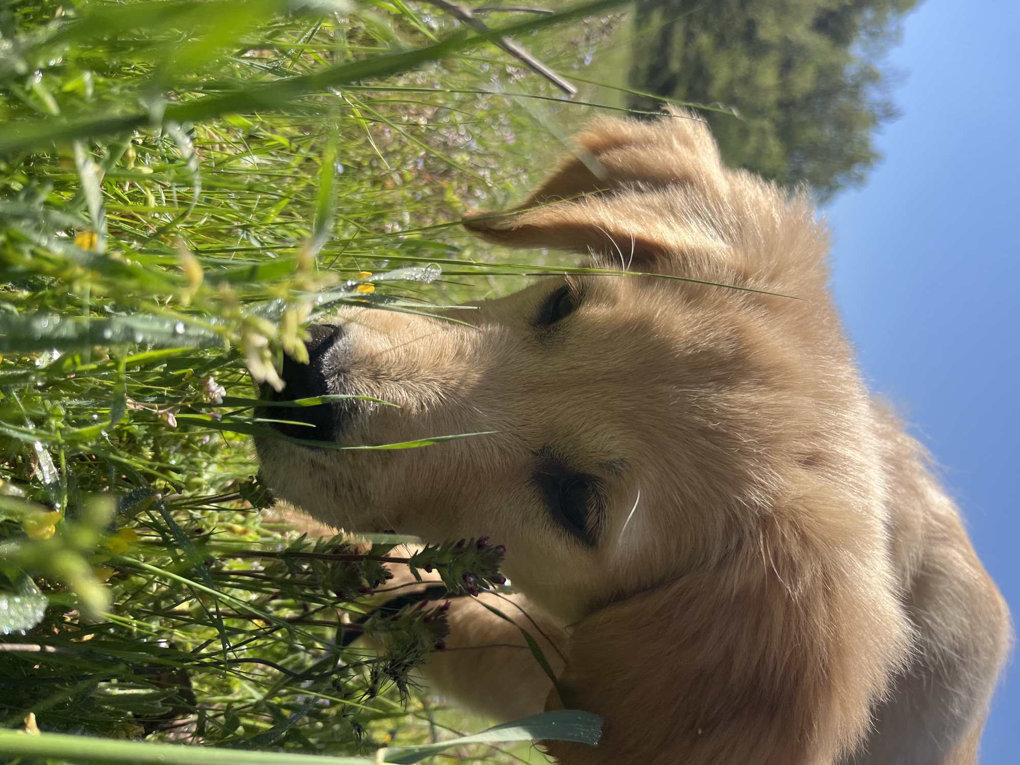 A close-up shot features a golden retriever puppy in a grassy field, with its face partially obscured by green grass and flowering weeds. The puppy's head is turned to the left. The background shows a tree and a blue sky. The location is assumed to be in a grassy area near Melnik, Bulgaria.