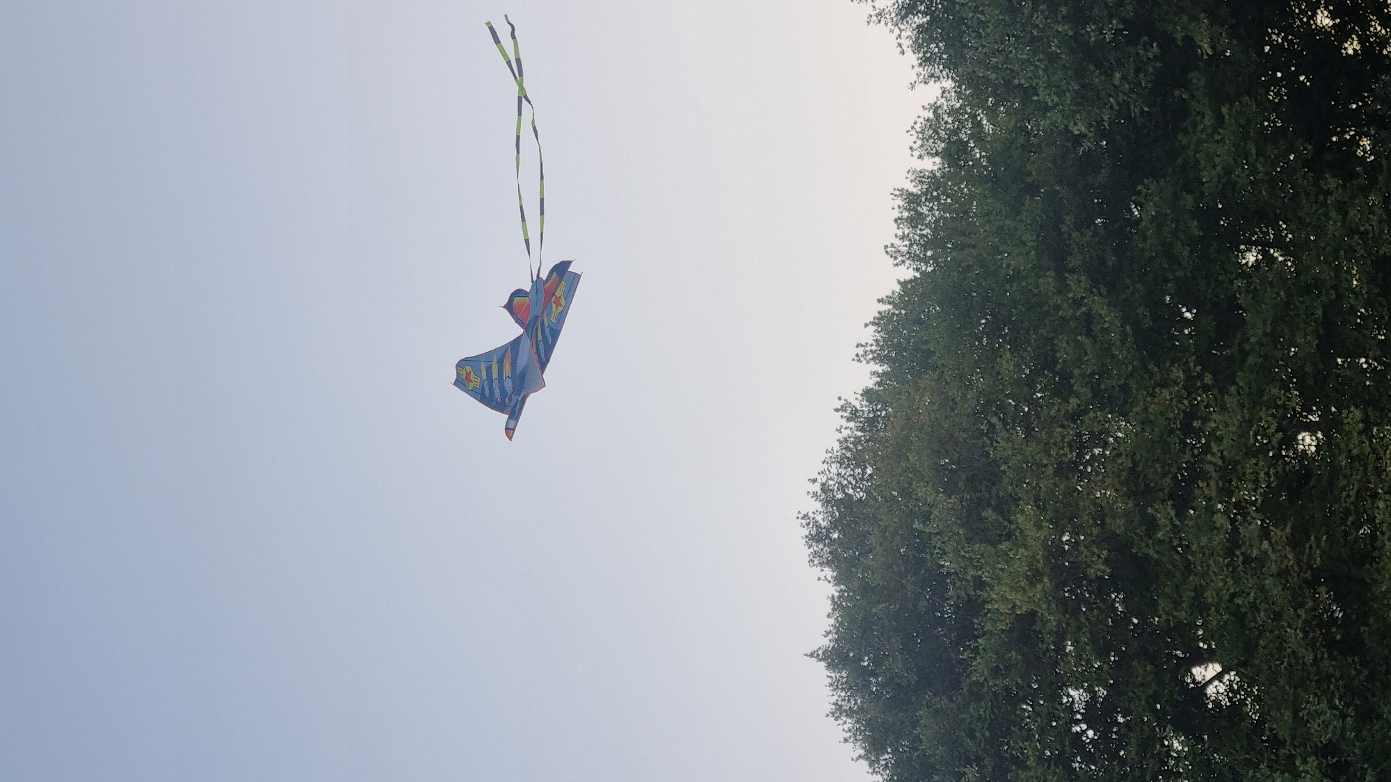 A brightly colored kite shaped like an airplane flies in a pale blue sky. The kite has blue, yellow, and red accents and two long, green and black streamers trailing behind it. Below the kite, a dense line of dark green trees stretches across the bottom portion of the image. The scene is outdoors, likely in a park or open area with trees.