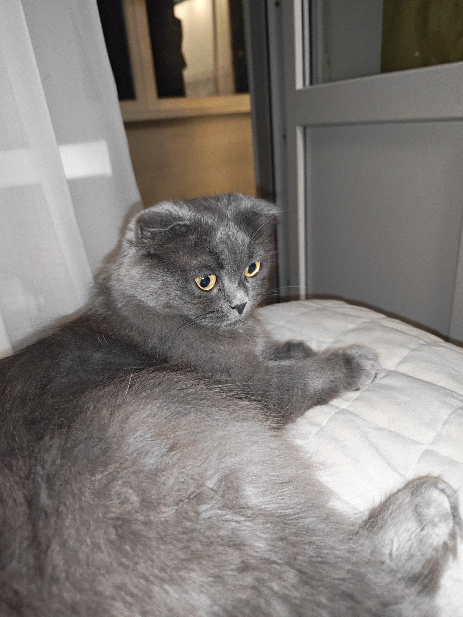 A grey Scottish Fold cat with yellow eyes is lying on a white quilted surface. The cat is facing to the right and looking slightly down. In the background, there is a sheer white curtain on the left and a window with a grey frame on the right. The environment appears to be indoors, possibly a home. The image quality is good, and the lighting is dim, suggesting it was taken in the evening or indoors. There are no people or any other animals visible in the image.