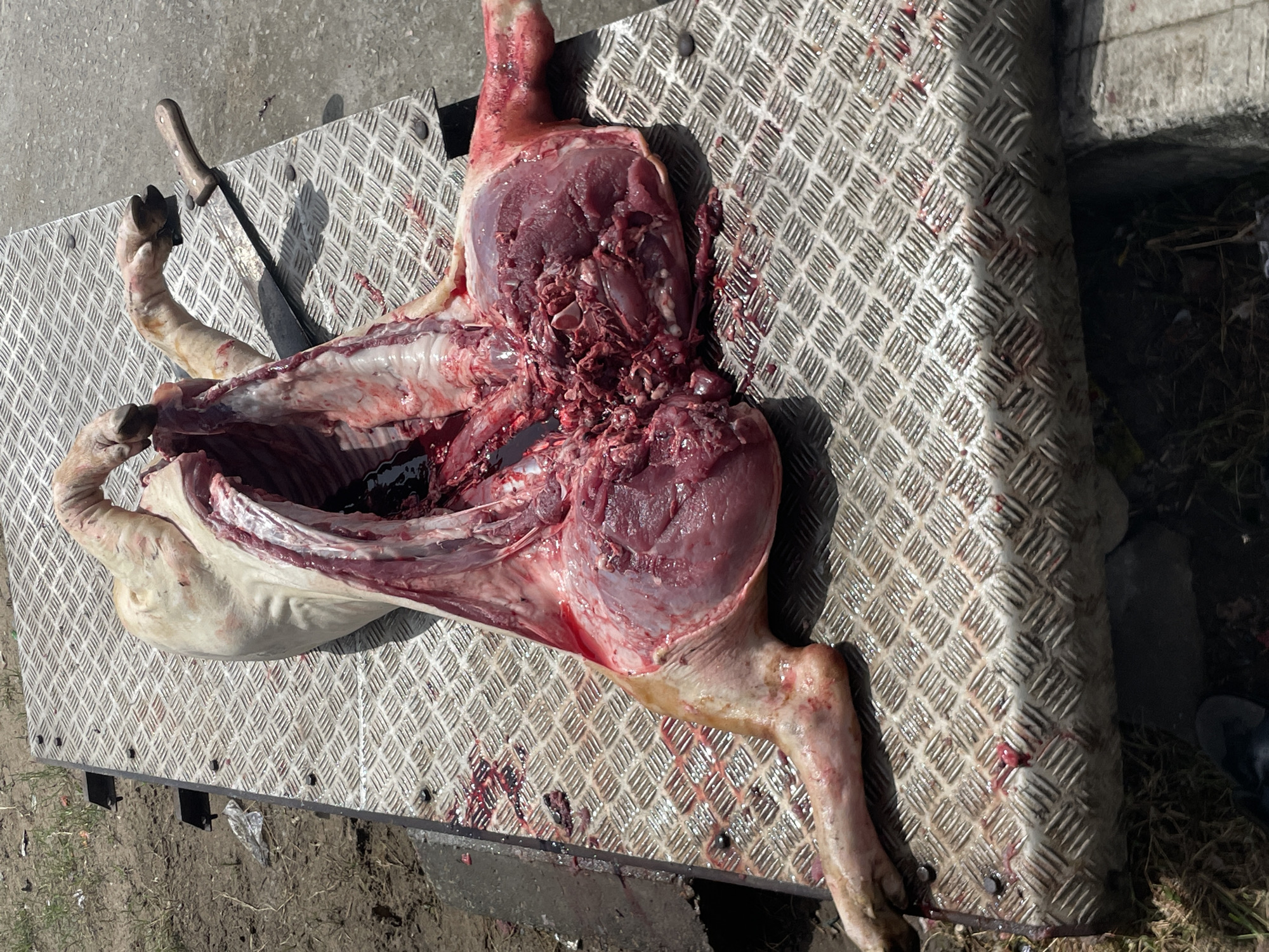 The image depicts a butchered pig lying on a metal platform. The carcass has been split open, revealing the internal organs and muscle tissue. A knife rests on the platform near the pig's foreleg. The platform is situated outdoors, possibly in an urban environment. There is no evidence of any people and the scene appears to be set in Badagry, Nigeria.