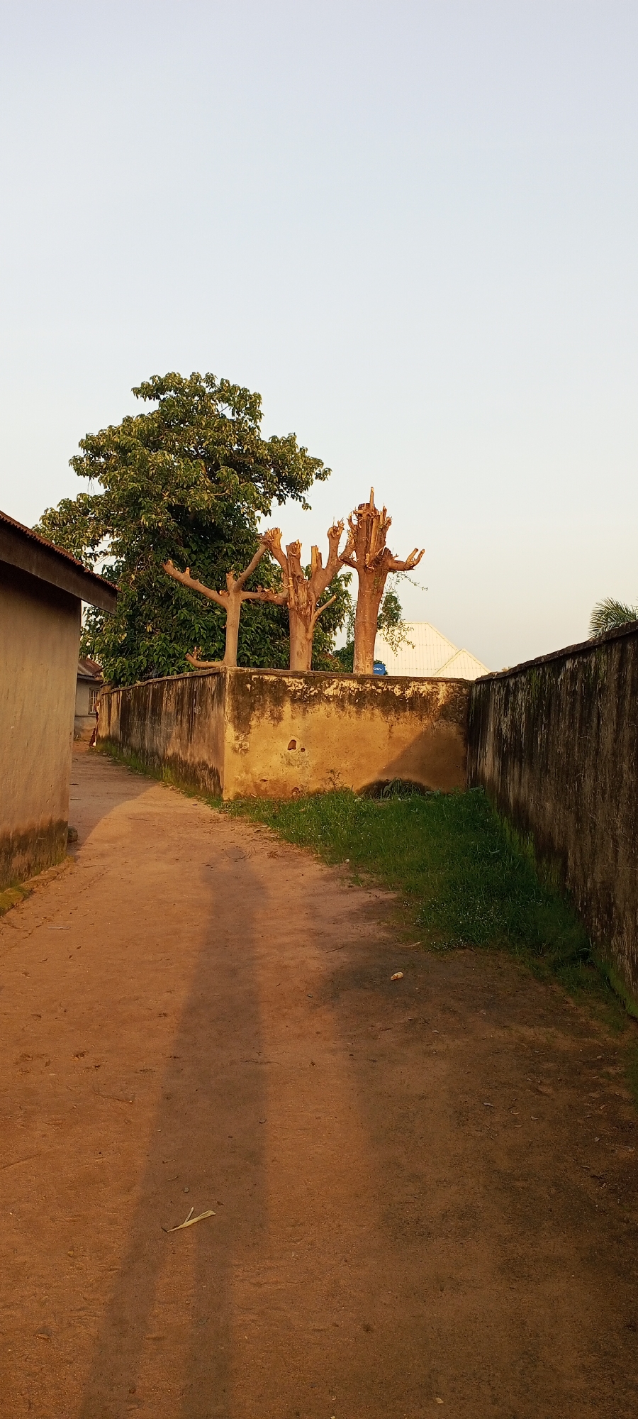 This image depicts an outdoor scene in Jalingo, Nigeria. A dirt path runs through the foreground, flanked on the left by the side of a building and on the right by a weathered, concrete wall. The wall is partially covered in moss and has a textured, yellowish-brown surface. Beyond the wall, tall grass grows.
In the background, several trees are visible. To the left, a large, leafy tree stands. To its right are two trees that have been pruned, leaving behind stark, branching structures. The sky above is a pale, clear blue. The overall impression is one of a somewhat rustic, possibly residential area. The lighting suggests it may be late afternoon or early morning, given the long shadows cast on the path. There are no people clearly visible in the scene, though shadows on the path could indicate human presence.