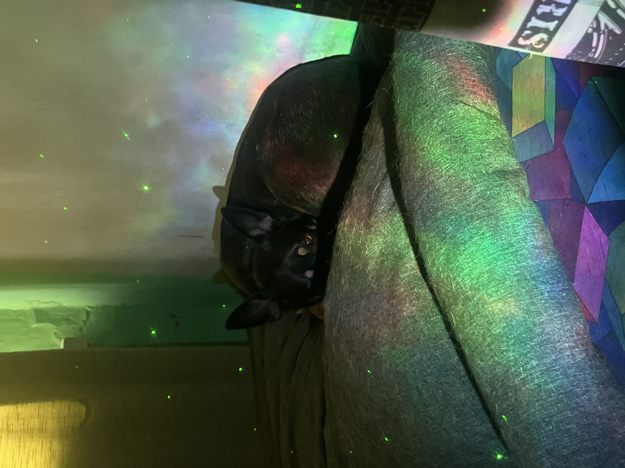 A black and tan chihuahua is curled up on a dark gray bed or couch. The room is dimly lit and illuminated by a projector creating a colorful, starry night effect on the walls and surfaces, with green and purple hues dominating. The dog's head is resting on its paws, and its eyes are visible. The environment appears to be an indoor setting. There is no information in the image to indicate the location in Nizhny Tagil, Russia.