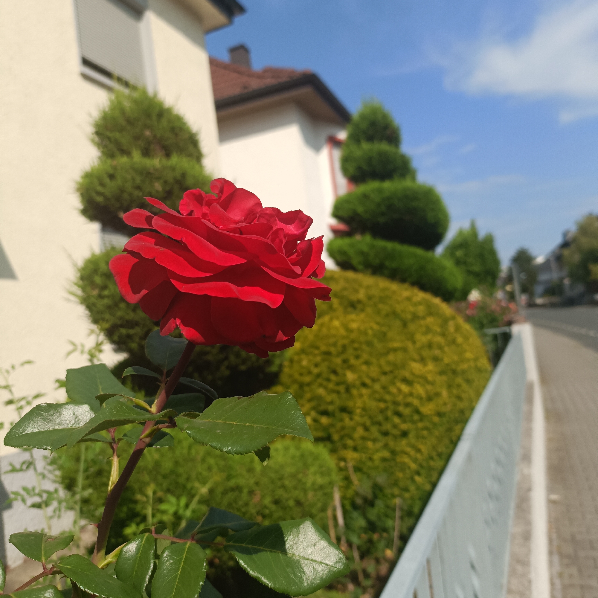 The image depicts a close-up of a vibrant red rose in bloom, positioned in the foreground. The rose is the primary subject, with its detailed petals and green leaves sharply in focus. Behind the rose, the background is softly blurred, showcasing a residential area. In the mid-ground, neatly trimmed green bushes and a spiraling topiary plant are visible, bordering a paved walkway and a road. The architectural style suggests a European setting, specifically Rüsselsheim am Main, Germany, evidenced by the style of the building and the presence of a typical German-style roof tile. The sky is clear blue with a few scattered white clouds, indicating fair weather. The scene is one of a well-maintained garden or yard in a suburban environment. There are no people or animals present in the image.