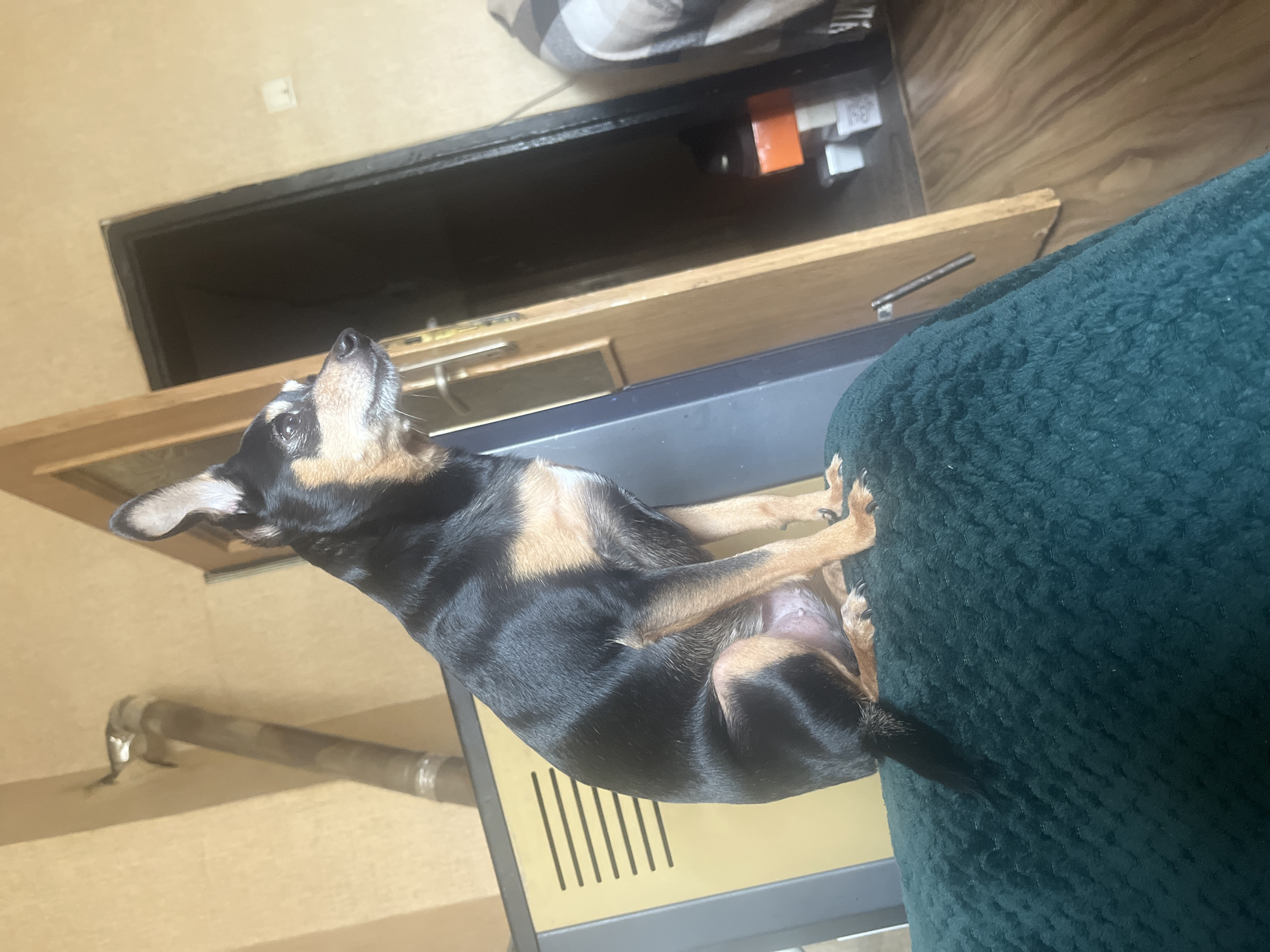 A small, black and tan dog lies on a dark green, textured surface, possibly a chair or cushion. The dog is positioned with its body stretching across the surface. In the background, there is a floor, a baseboard, a metal pipe, and a wooden structure with a dark interior and a set of small objects. The scene appears to be indoors. The image was not taken in the city of Sofia, Bulgaria.