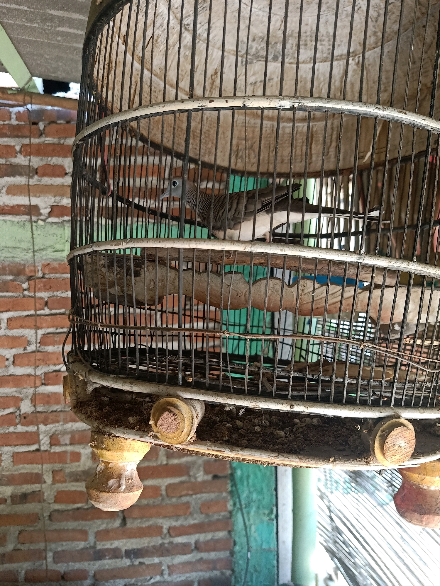 The image shows a birdcage with a bird inside, positioned against a brick wall. The cage is made of metal bars and has wooden perches. The bird appears to be a zebra dove, with grey and white striped plumage. The background consists of a brick wall and a corrugated metal roof, suggesting an outdoor or semi-outdoor setting. The lighting is natural, indicating it is daytime. The image does not provide any information about the location being in Kelutan, Indonesia, or any details about people, actions, or interactions.