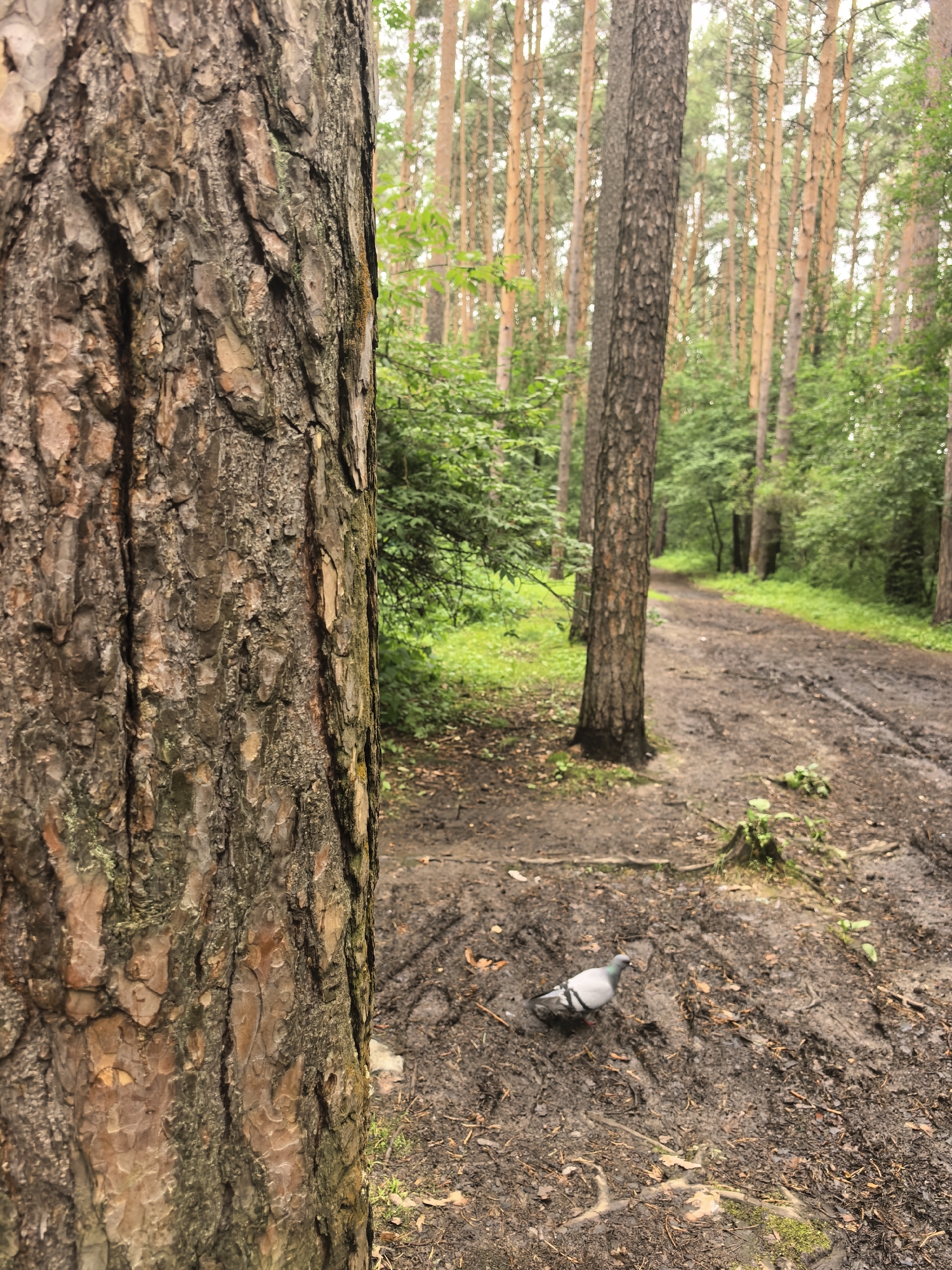 The image depicts a muddy forest path in Yekaterinburg, Russia. The path curves to the right, disappearing into the distance, and is bordered by dense greenery and tall pine trees. The ground is covered in mud, with tire tracks visible. A pigeon is foraging on the muddy path in the foreground. A large pine tree trunk occupies the left side of the frame, its textured bark taking up a significant portion of the image. The overall lighting suggests an overcast day.