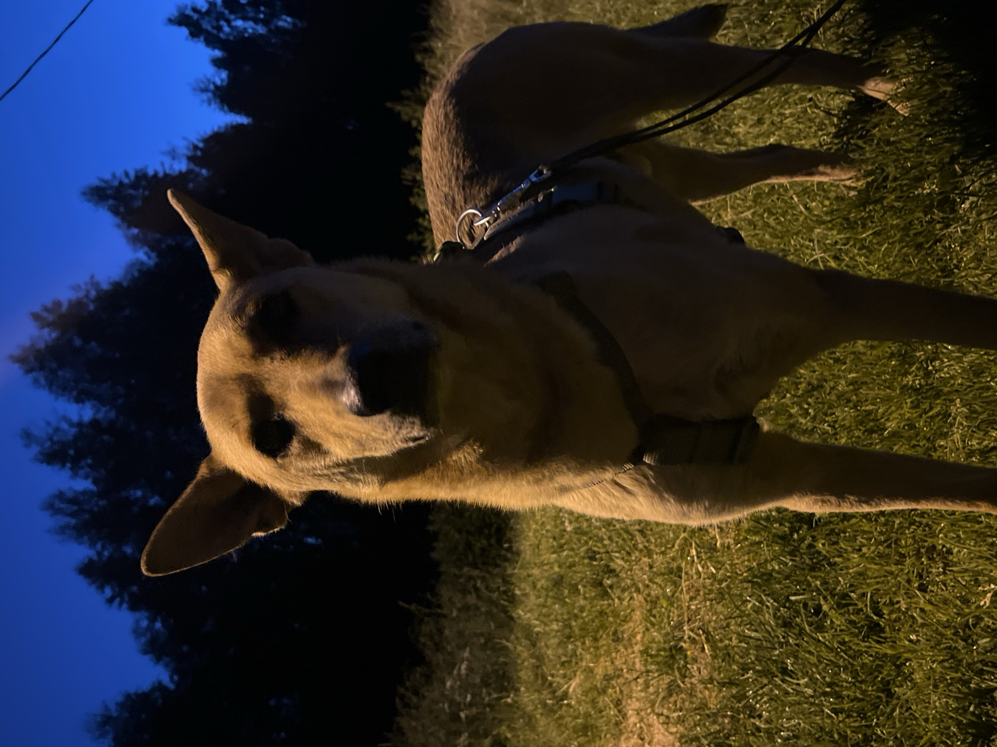 A tan dog stands in a grassy field at night, facing the camera. The dog is wearing a harness and a leash is attached. The background consists of a dark line of trees against a deep blue sky. A thin power line is visible in the upper right corner of the image. The image appears to have been taken in Nizhny Tagil, Russia.