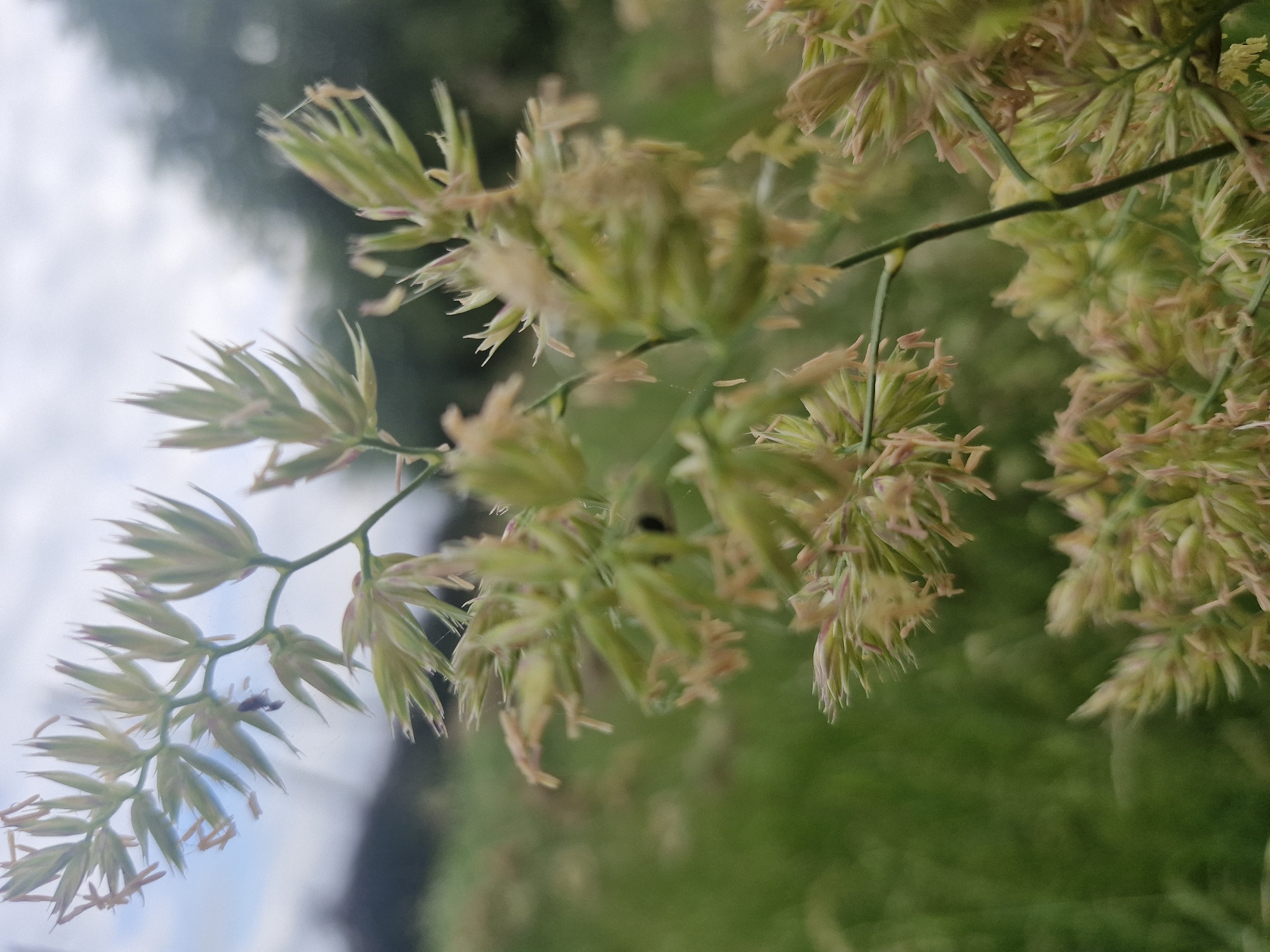 A close-up, low-angle shot focuses on a cluster of delicate, pale green grass seed heads against a soft, blurred background of green grass and a hazy sky. The seed heads are elongated and feathery, with some tinged with a light pinkish-brown hue. A thin, dark stem supports the cluster, and a tiny, dark insect is visible on one of the seed heads in the upper left portion of the image. The overall lighting is soft, suggesting an overcast day. The setting appears to be an outdoor, natural environment.