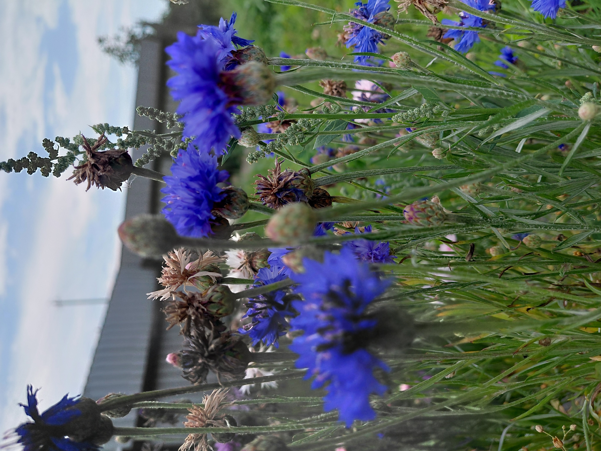 A low-angle shot captures a dense field of cornflowers with vibrant blue blossoms in the foreground. The flowers are in various stages of bloom and decay, with some displaying dried, brown seed heads. Green stalks and leaves create a textured backdrop, interspersed with other plants and buds. In the background, a rustic, gray wooden fence or building runs horizontally across the frame. The sky above is cloudy with patches of blue. The scene is likely an outdoor environment, possibly a meadow or garden, located in the vicinity of Malinovka, Russia. There are no people or animals visible in the image.