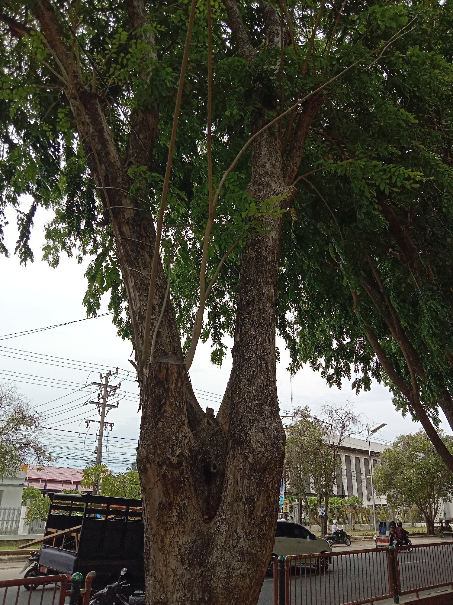 The image presents a scene in Lhokseumawe, Indonesia, focusing on a large tree with a divided trunk located near a roadside. The tree's trunk is bound with metal straps, and electrical lines are visible crossing through its upper branches. A dark-colored pickup truck with a wooden cargo bed is partially visible behind the tree. In the background, there is a building with tall, narrow windows, indicating a commercial or government structure. Motorbikes and a small number of people are present on the road, and a metal fence runs along the sidewalk. The sky is overcast.