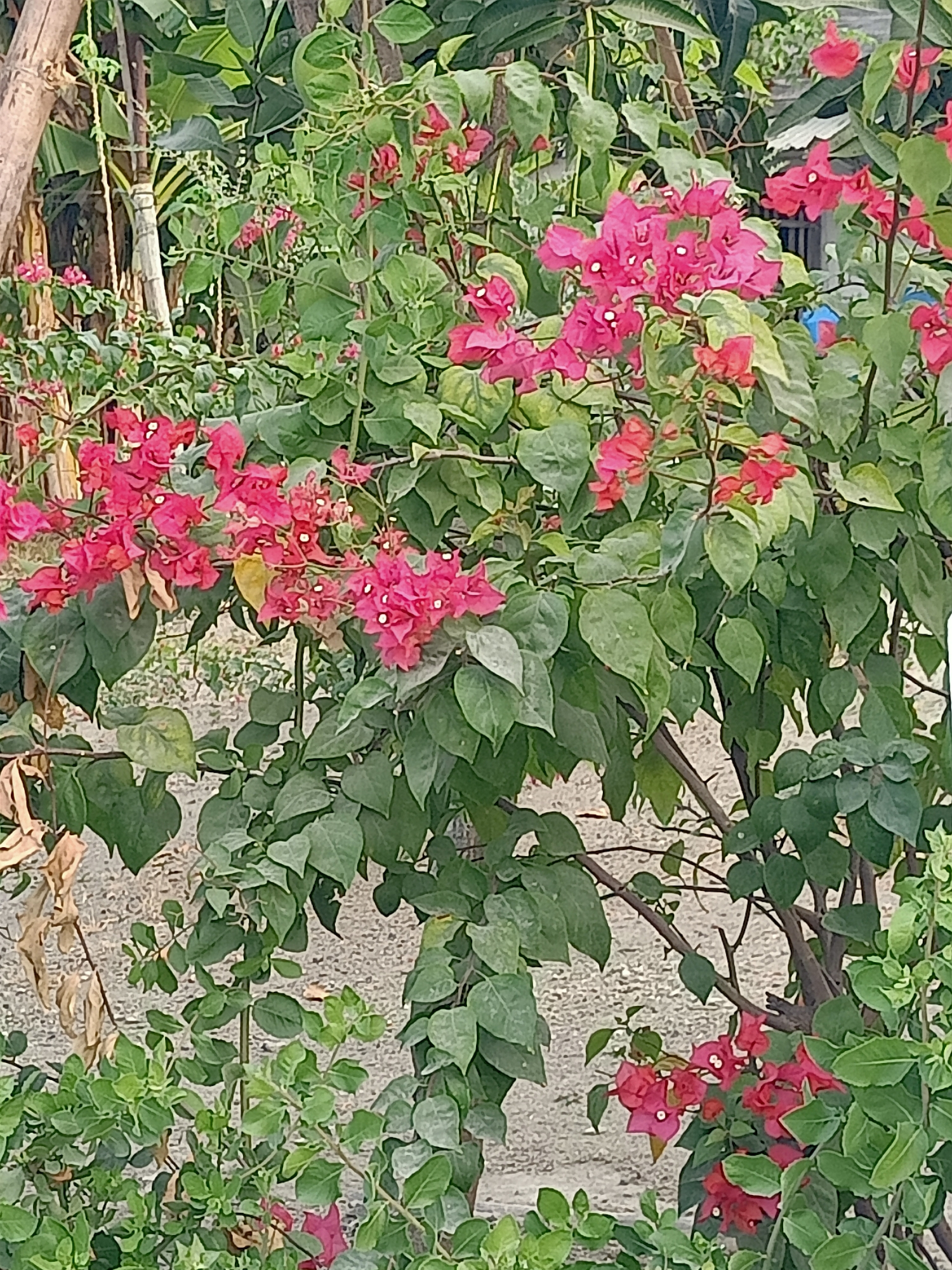 A medium shot captures a vibrant bougainvillea plant with bright pink bracts and green leaves. The plant is situated outdoors, with a blurry background suggesting a somewhat unkempt environment. In the distance, glimpses of a building with a blue object are visible. The ground appears to be covered in dirt or gravel. The scene is consistent with a residential area, possibly a yard or garden, in Purwosari, Indonesia. No people are present in the frame.