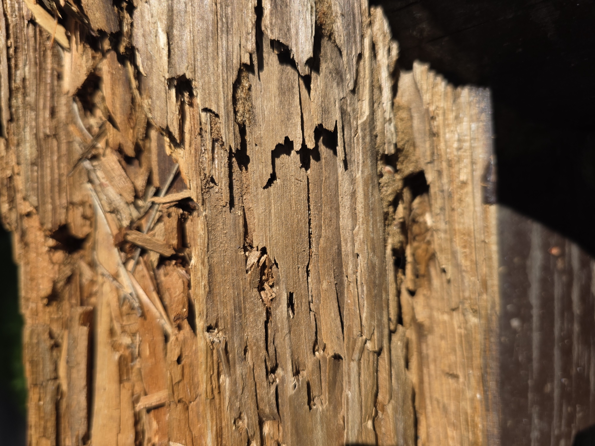 The image is a close-up, eye-level, outdoor, horizontal, full-frame shot of weathered, splintered, and decaying wood. The wood appears to be a light to medium brown color with visible grain patterns and numerous cracks and hollows. Some areas show evidence of wood rot or insect damage, with lighter, more powdery wood particles interspersed with the darker, more solid wood. The texture is rough and irregular. Sunlight casts sharp shadows across the surface, highlighting the textures and depths of the cracks and splintered areas. The background is dark and out of focus, suggesting foliage or a shadowed area behind the wood. There are no people or animals visible in the image. The image appears to be a detail shot of a piece of decaying wood, possibly a fence post, railing, or part of a structure.