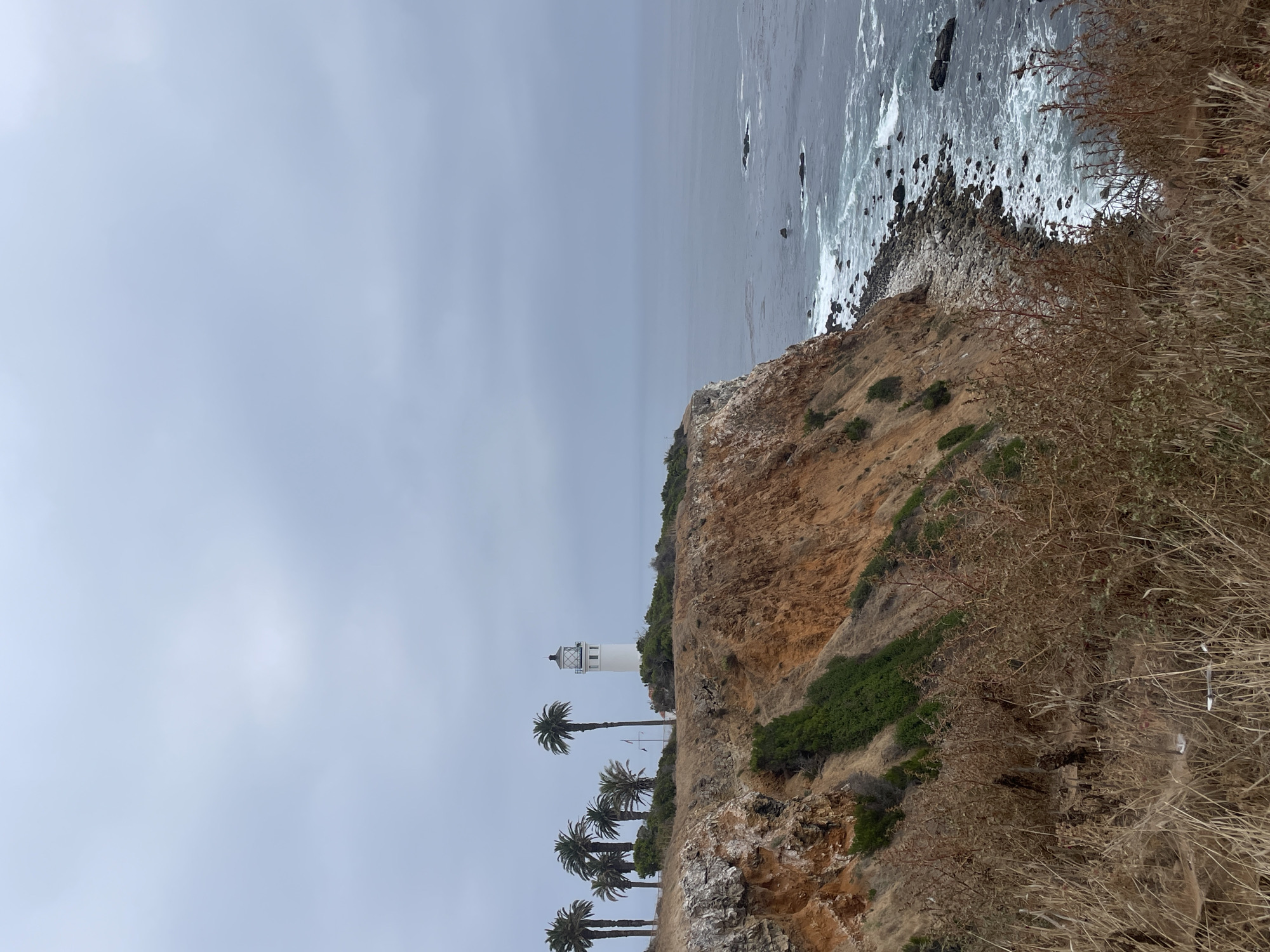 This image captures the Point Vicente Lighthouse, located on the cliffs of Rancho Palos Verdes, California, overlooking the Pacific Ocean under an overcast sky. The lighthouse, a tall, white, cylindrical structure with a dark cap and a surrounding gallery, stands on a relatively flat, vegetated area atop a prominent cliff. To the left of the lighthouse, a cluster of palm trees is visible. The immediate foreground consists of dense, dry, brownish-tan grasses and thorny shrubs. The cliff face itself is characterized by reddish-brown rock formations, interspersed with patches of green vegetation, and descends steeply to a rocky beach. The ocean surface is a dark grey-blue, with white waves breaking against the shoreline. Several dark rock outcroppings are visible in the water, extending into the mid-distance. The sky is uniformly light grey and overcast, lacking distinct cloud features or direct sunlight, and merges with the distant ocean horizon. No individuals or animals are present within the frame.