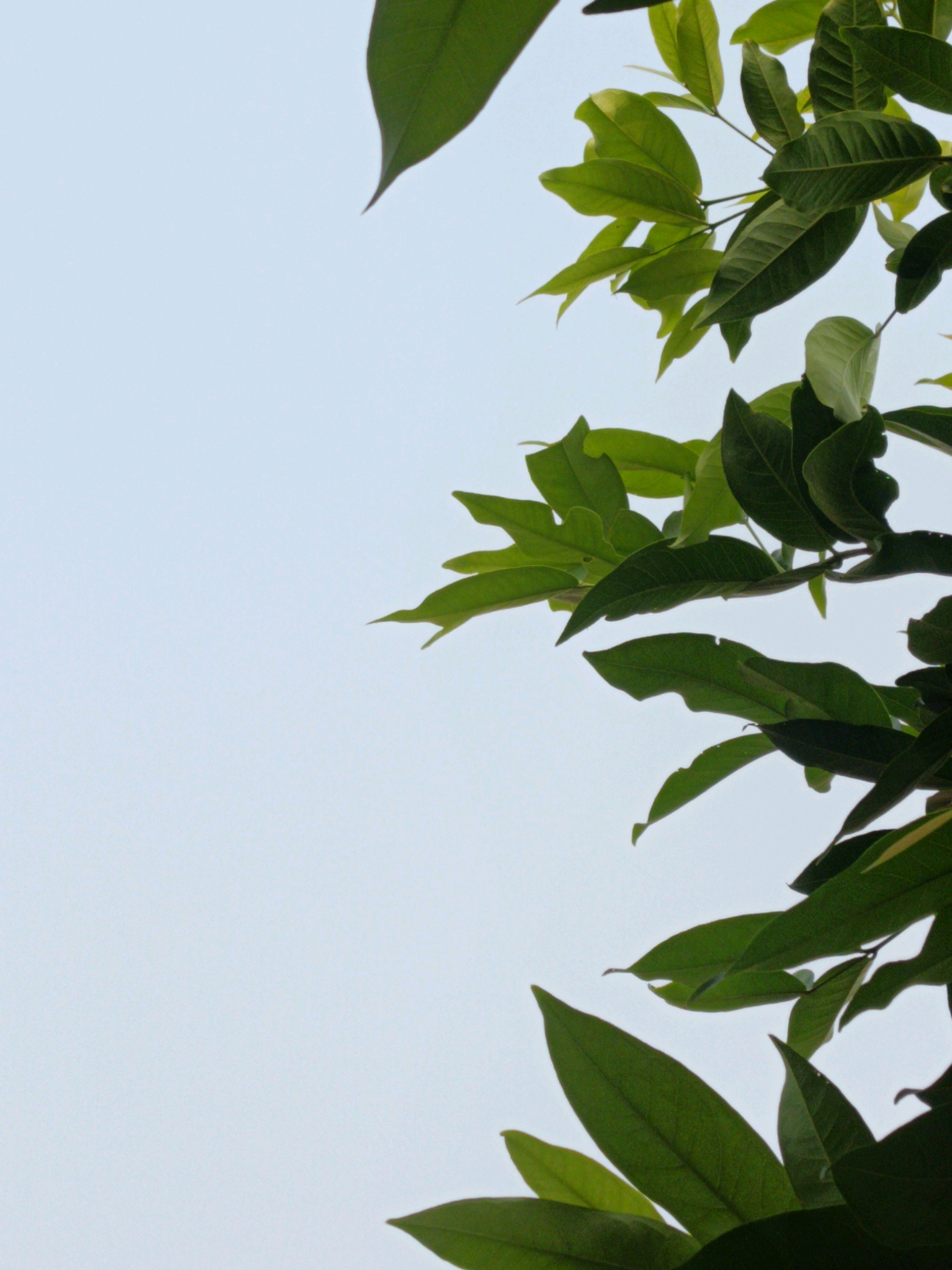 A vertical, close-up, outdoor photograph shows a cluster of dark green leaves against a pale blue, hazy sky. The leaves are backlit by the sun, giving them a translucent quality and highlighting the veins within them. The foliage is dense, with individual leaves varying in size and shape, some elongated with pointed tips, while others are broader and more rounded. The top right and bottom right portions of the image are dominated by the leaves, which appear to be on branches of a tree or shrub. The left side of the image is mostly empty sky, providing a stark contrast to the vibrant green of the leaves. The overall impression is one of natural growth and the simple beauty of foliage against an open sky. The image is static, with no people or movement evident. The scene is devoid of any man-made structures or objects, suggesting a natural or park-like setting. Given the presence of lush, tropical foliage and the characteristic hazy sky, this scene could be found in a variety of green spaces within Tangerang, Indonesia, such as a botanical garden, a public park like Taman Kota 1, or even a residential garden with well-maintained landscaping.