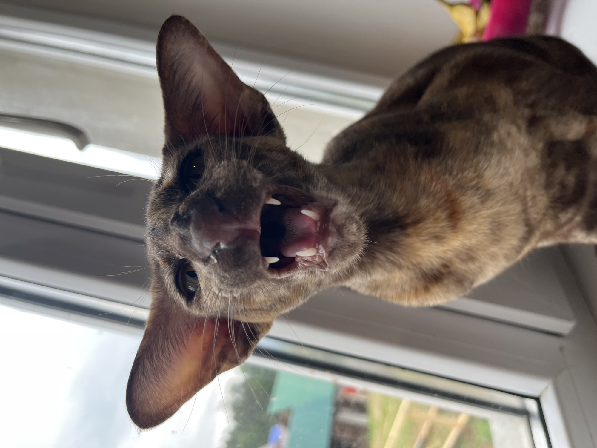 A close-up, low-angle shot shows a brindle-patterned cat, possibly an oriental shorthair, with its mouth open, displaying its teeth. The cat's head is tilted, and its ears are erect and triangular. The background consists of a window frame and an outside view, partially obscured. Beyond the window, greenery, possibly trees or a lawn, and indistinct shapes suggestive of buildings are visible. The location is Chaikovsky, Russia.
