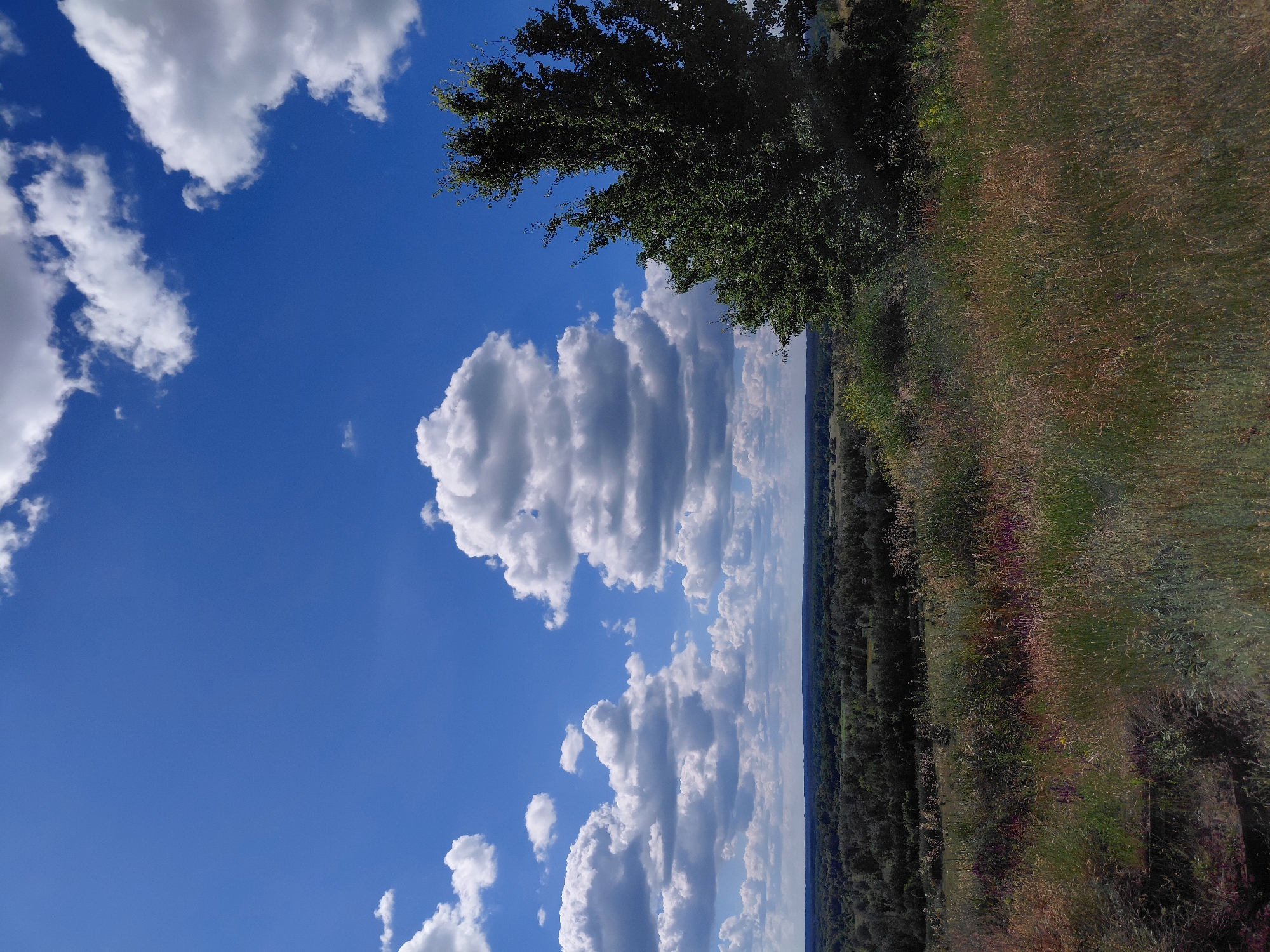 The image depicts a landscape scene with a bright blue sky filled with fluffy white clouds. In the foreground, a grassy hill is covered with dry grass and scattered purple wildflowers. A lone, large green tree stands on the right side of the hill, its branches reaching towards the sky. The background features a dense, dark green forest stretching across the horizon, with a hazy, lighter sky above it. The overall impression is one of a natural, undeveloped area, possibly a rural or park-like setting. There are no people or animals visible in the frame.